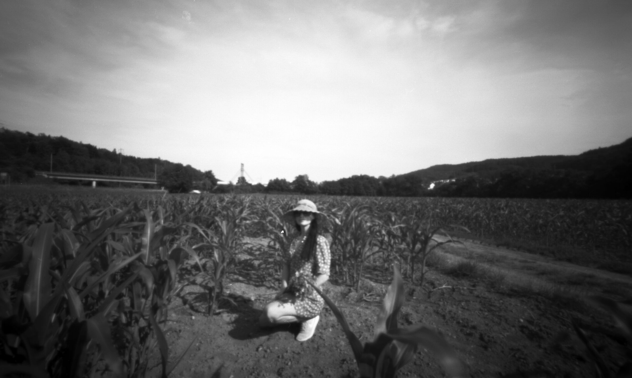 In a field of sunflowers