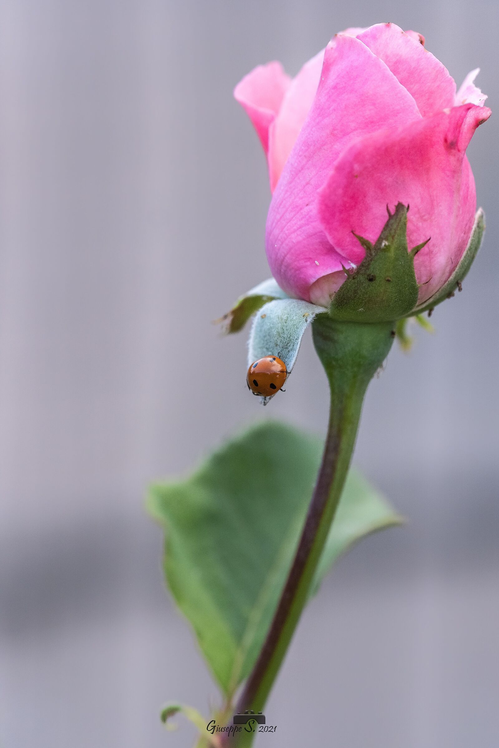 Rosa Queen Elisabeth con coccinella