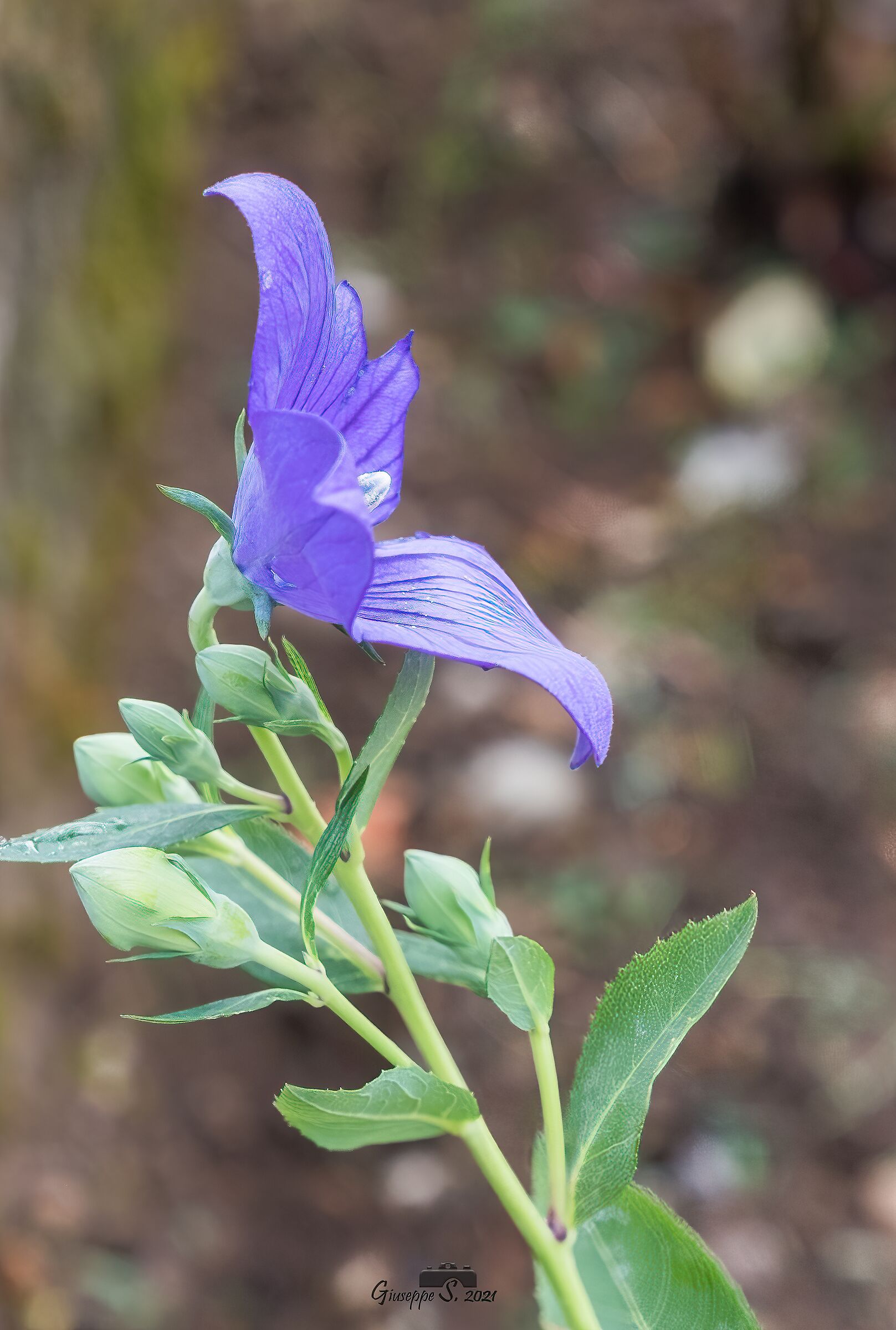 Campanula Grandiflora