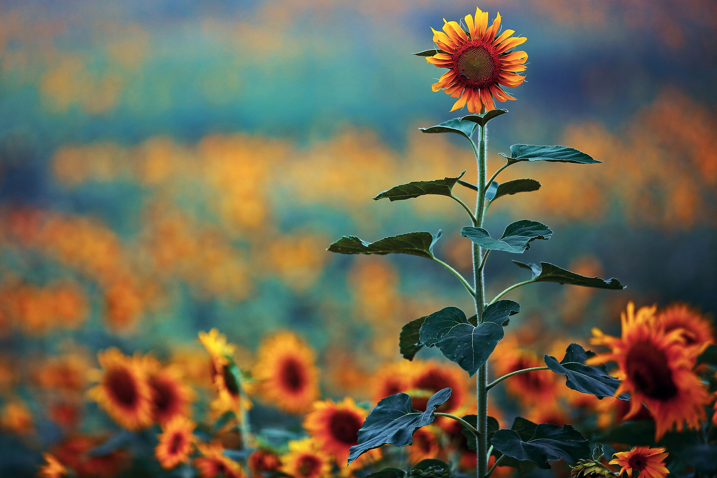 Sua maestà e i cortigiani