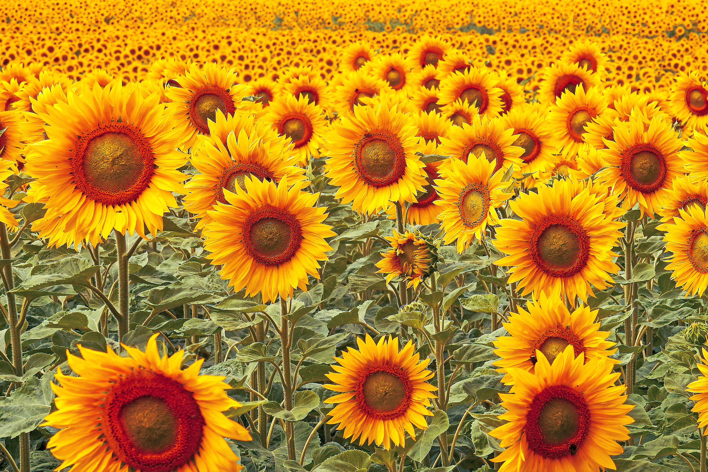 'o my sun is nfronting you!