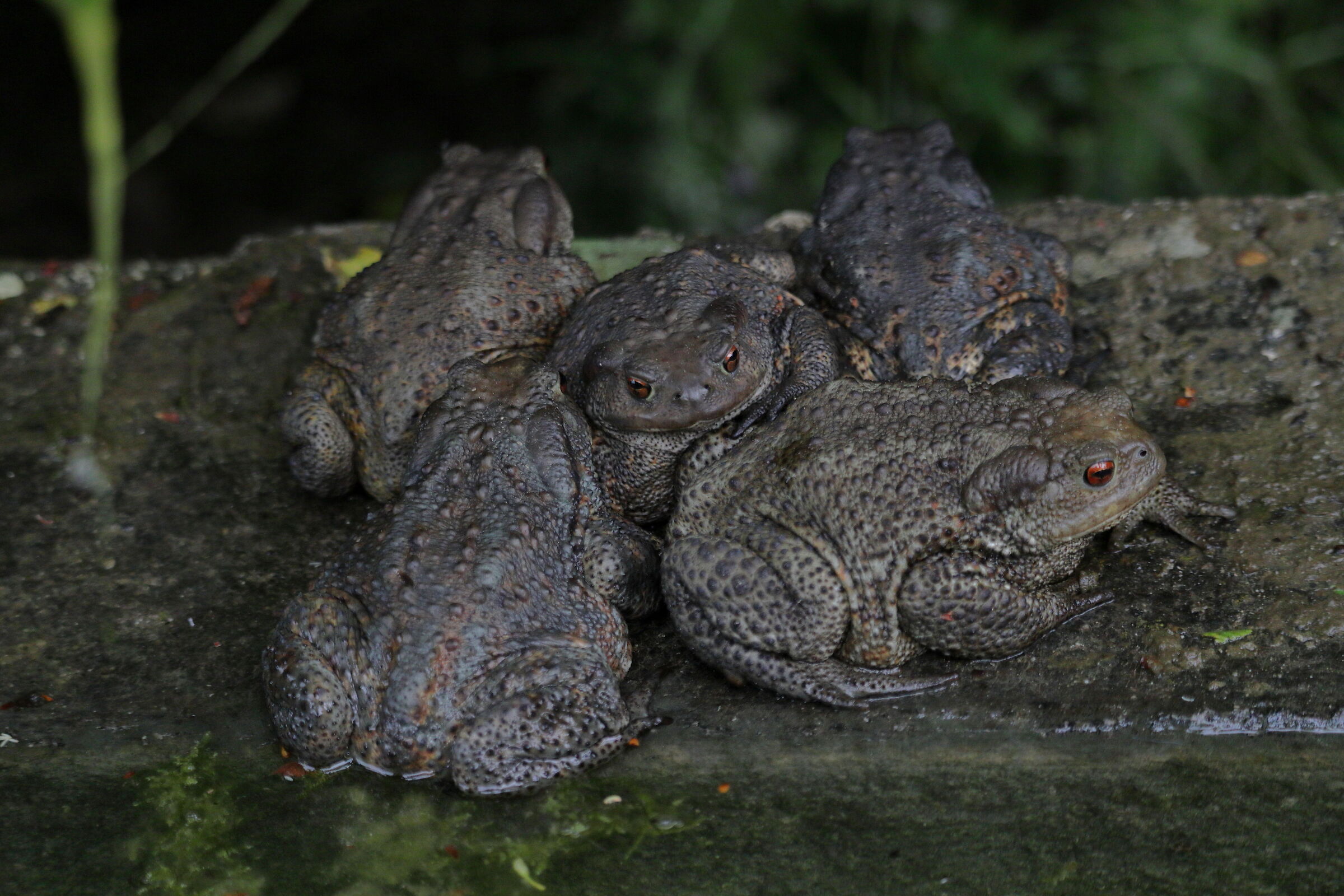 aspettando le principesse