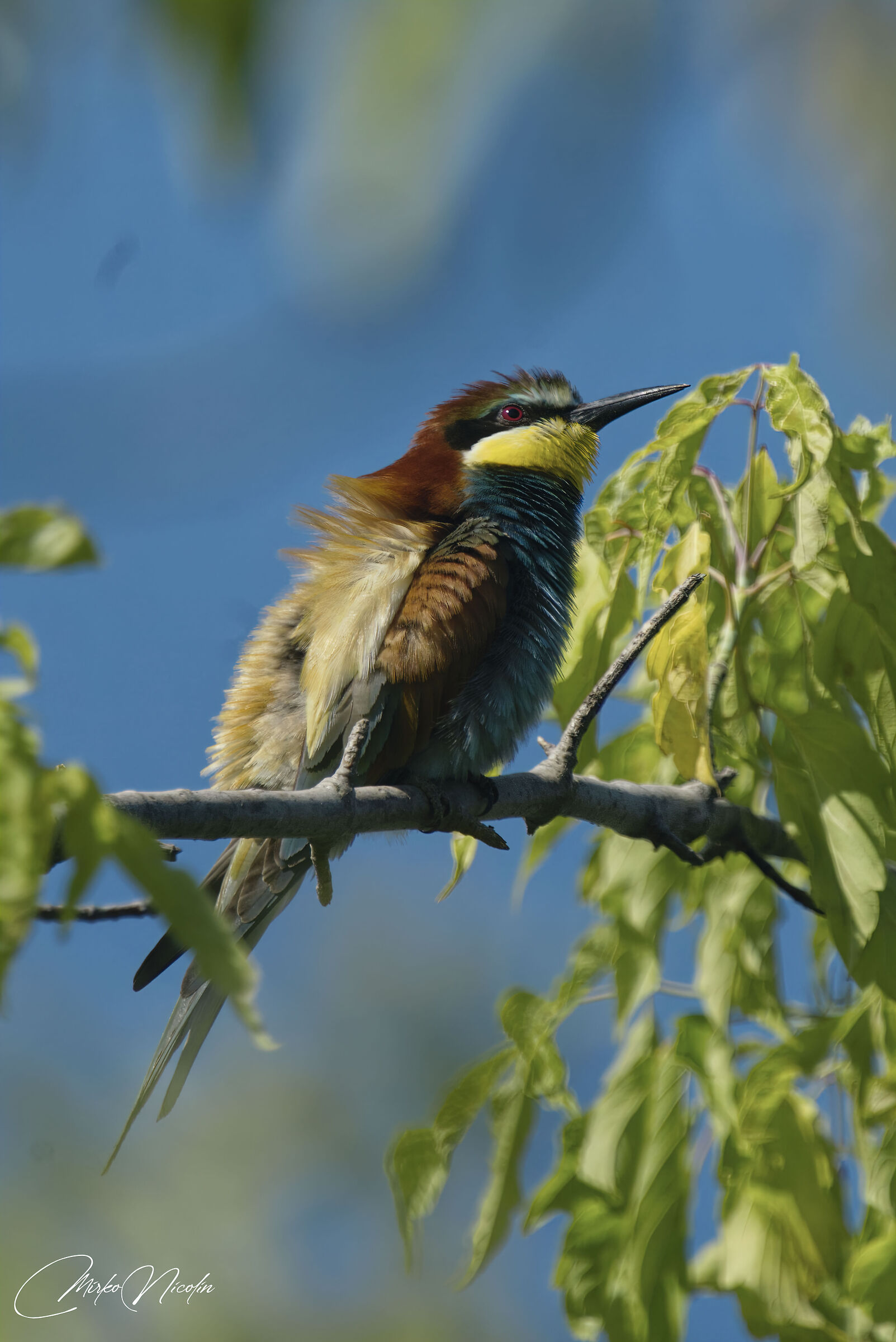 Gruccione in opsservation...