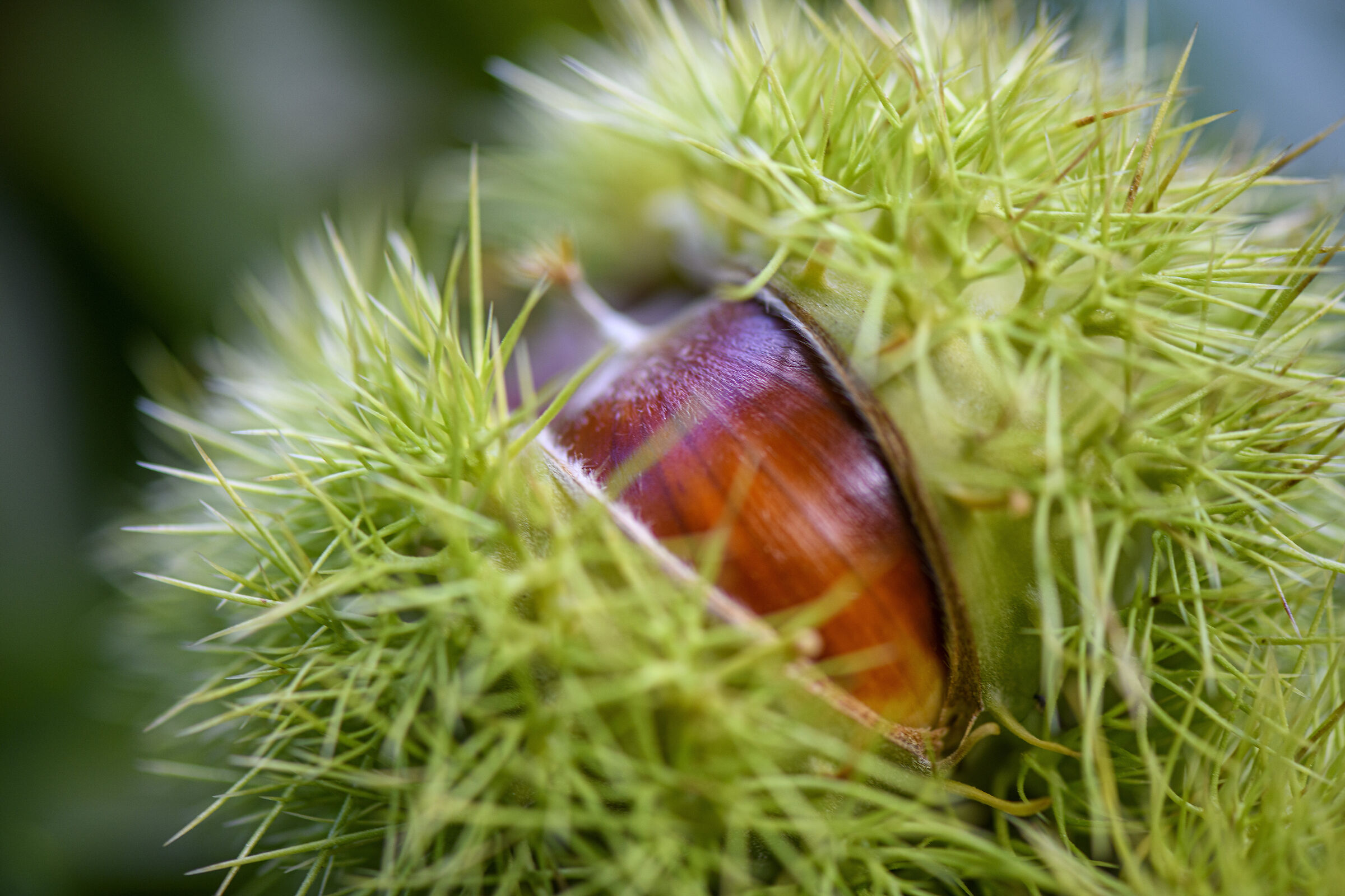 Castagna di Busana | Nikon D850