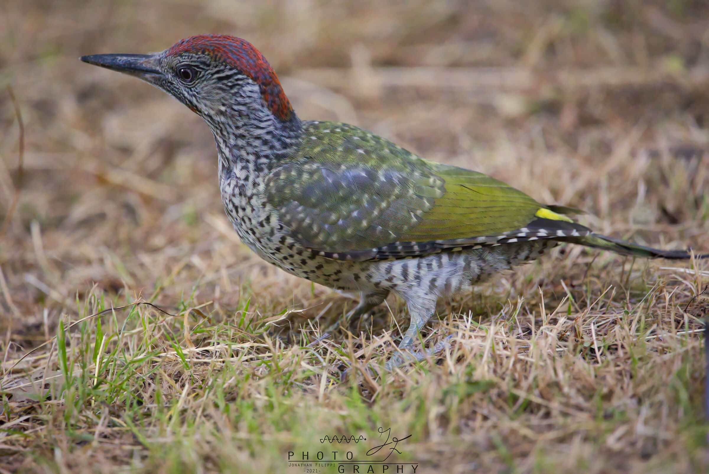 Picchio Verde Europeo