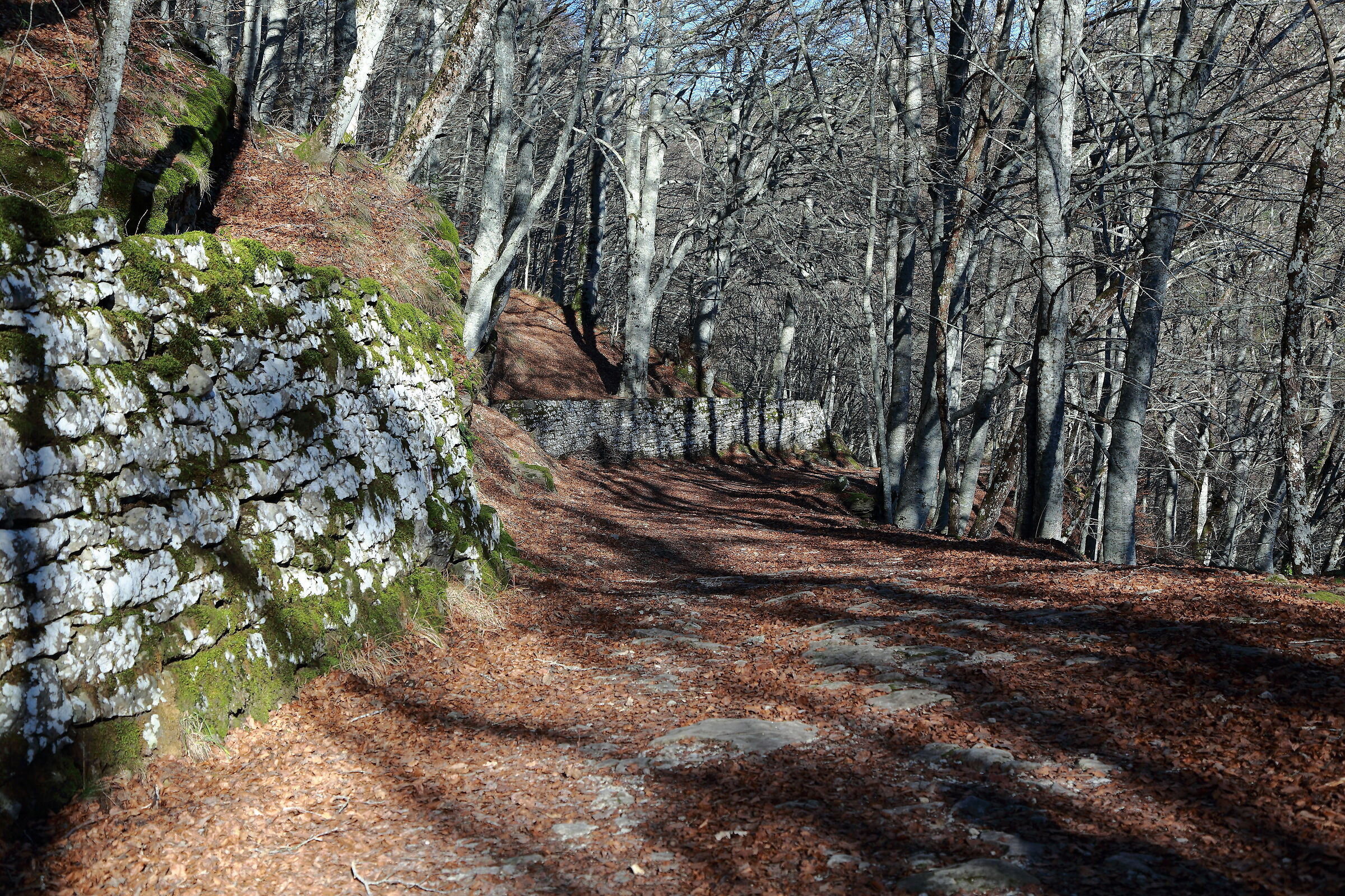 Sssssentiero verso il bosco fatato