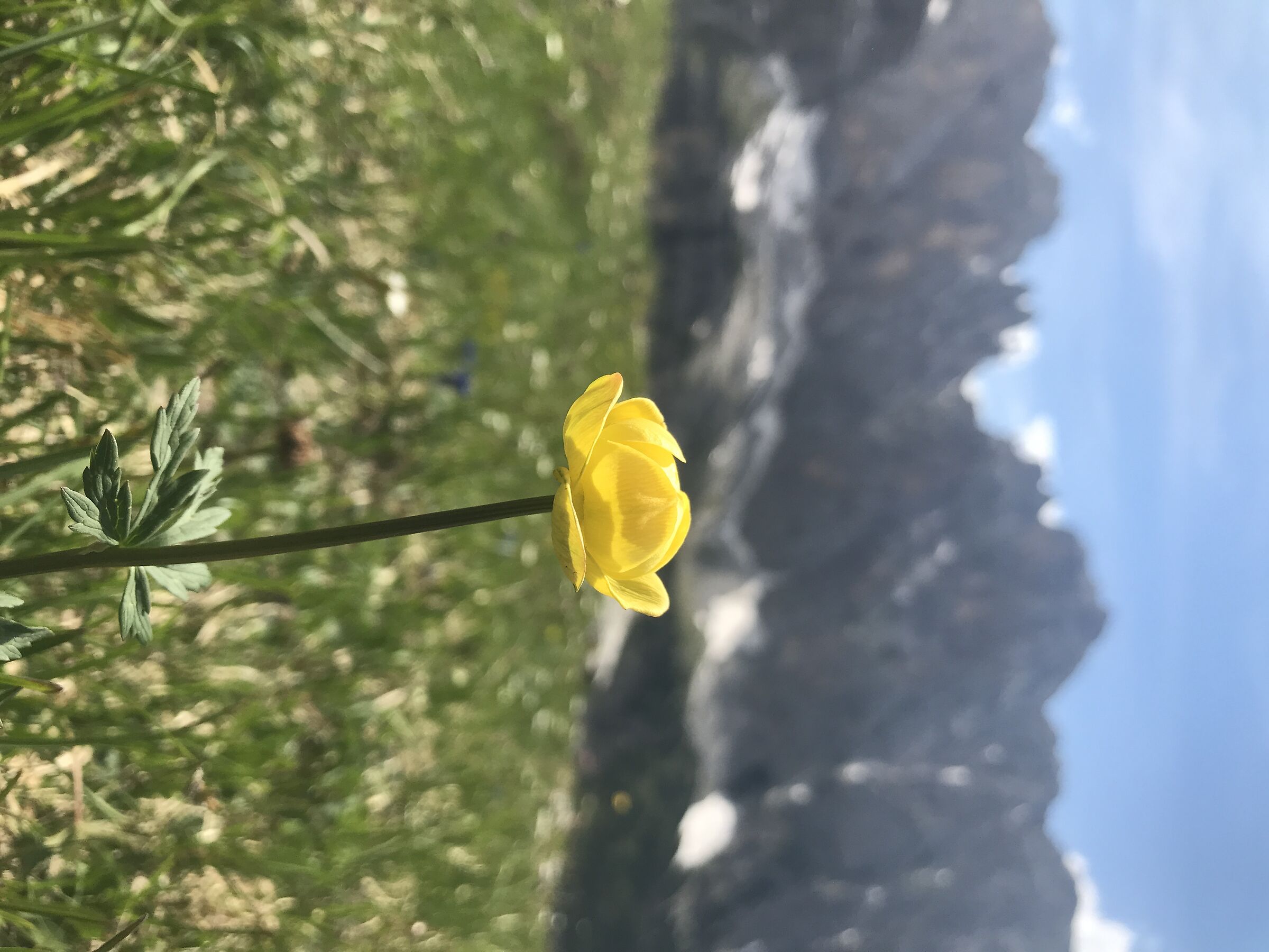 delicacy