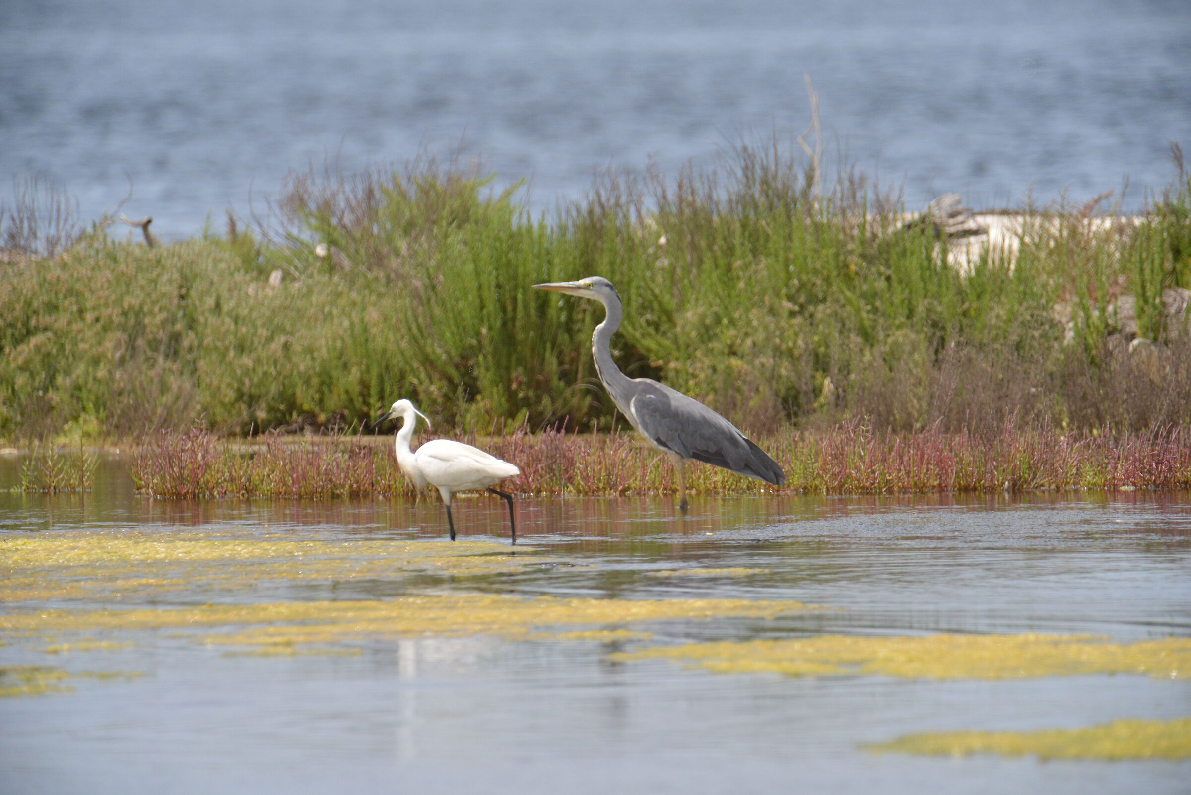 Garzetta e Airone cenerino