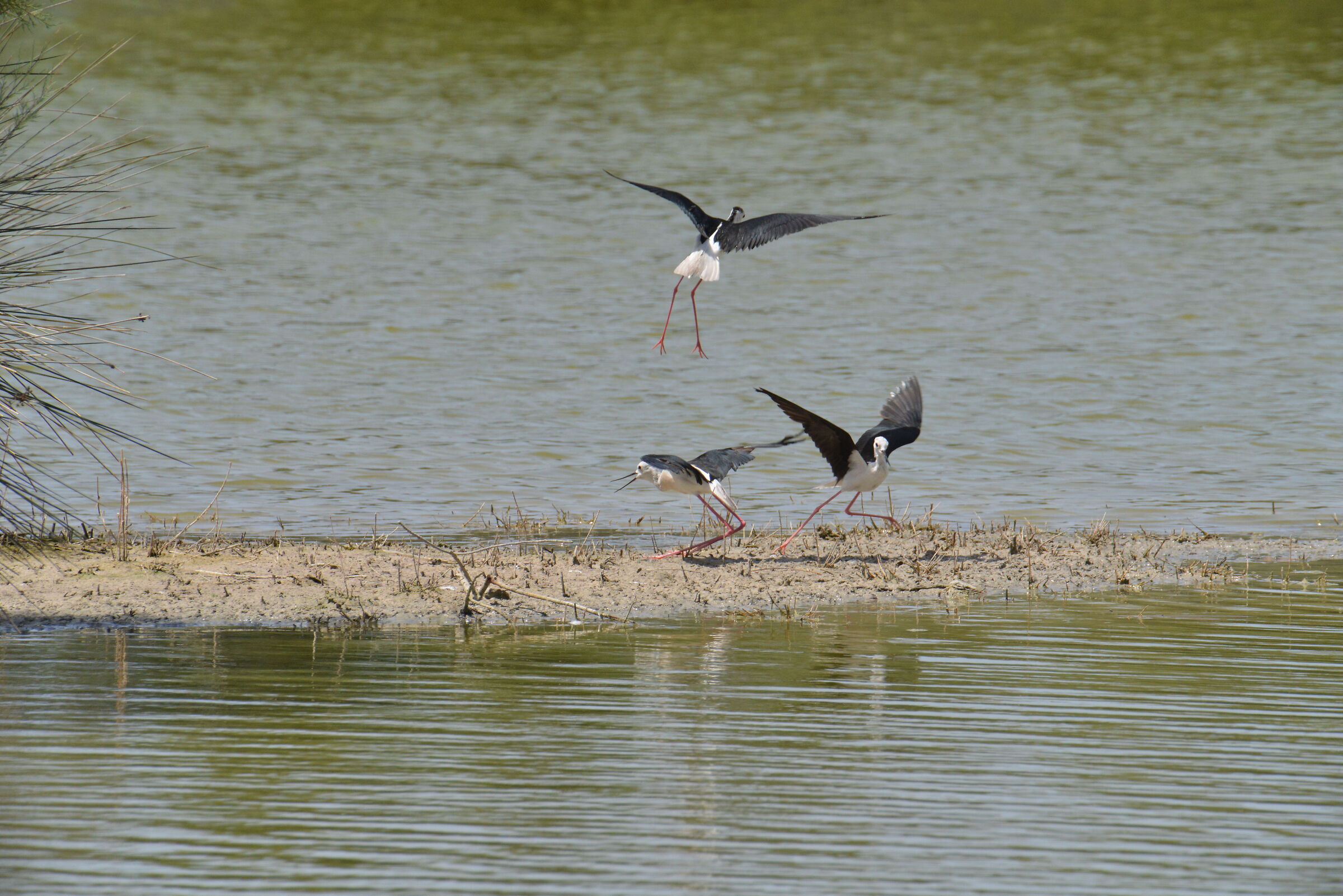 Cavalieri d'italia litigiosi