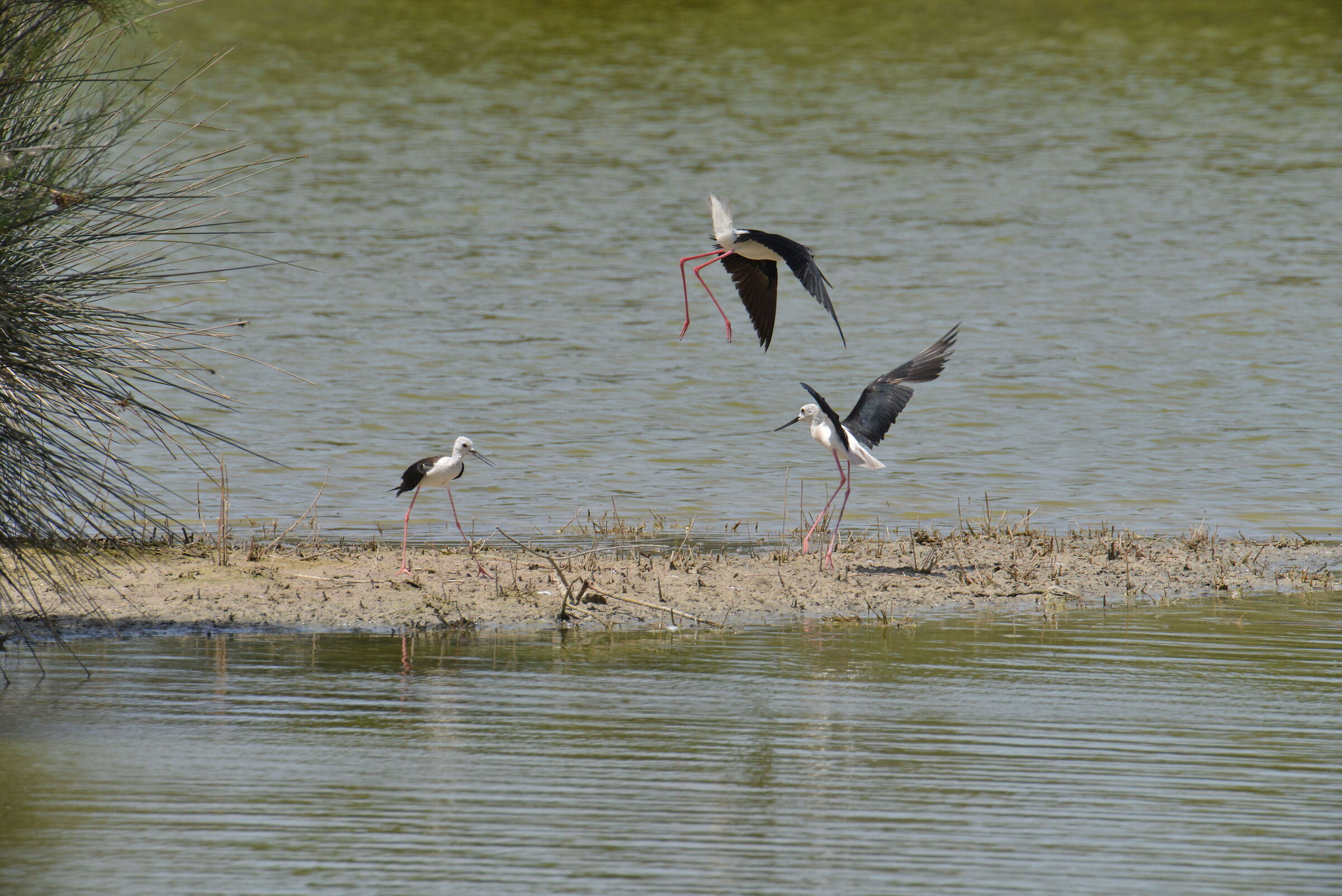 Cavalieri d'italia litigiosi