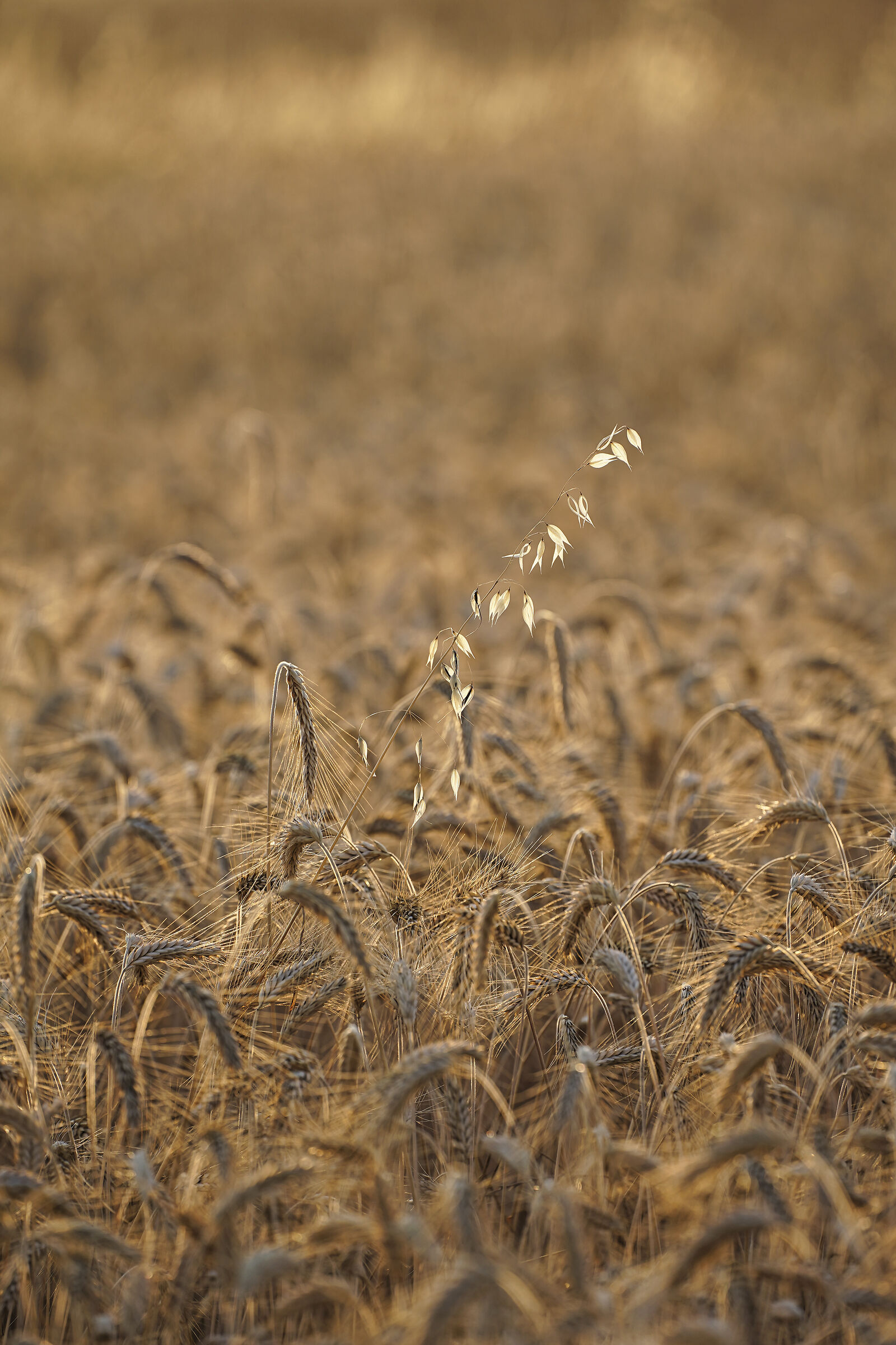 Tritticale e Biada Nera