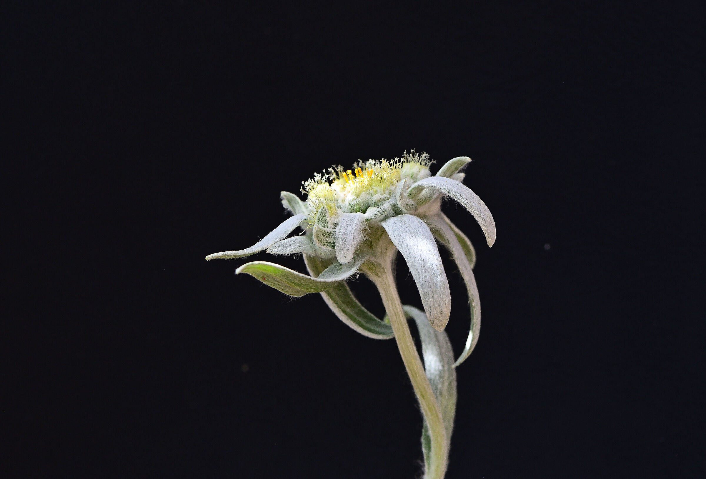 Austerità e semplicità