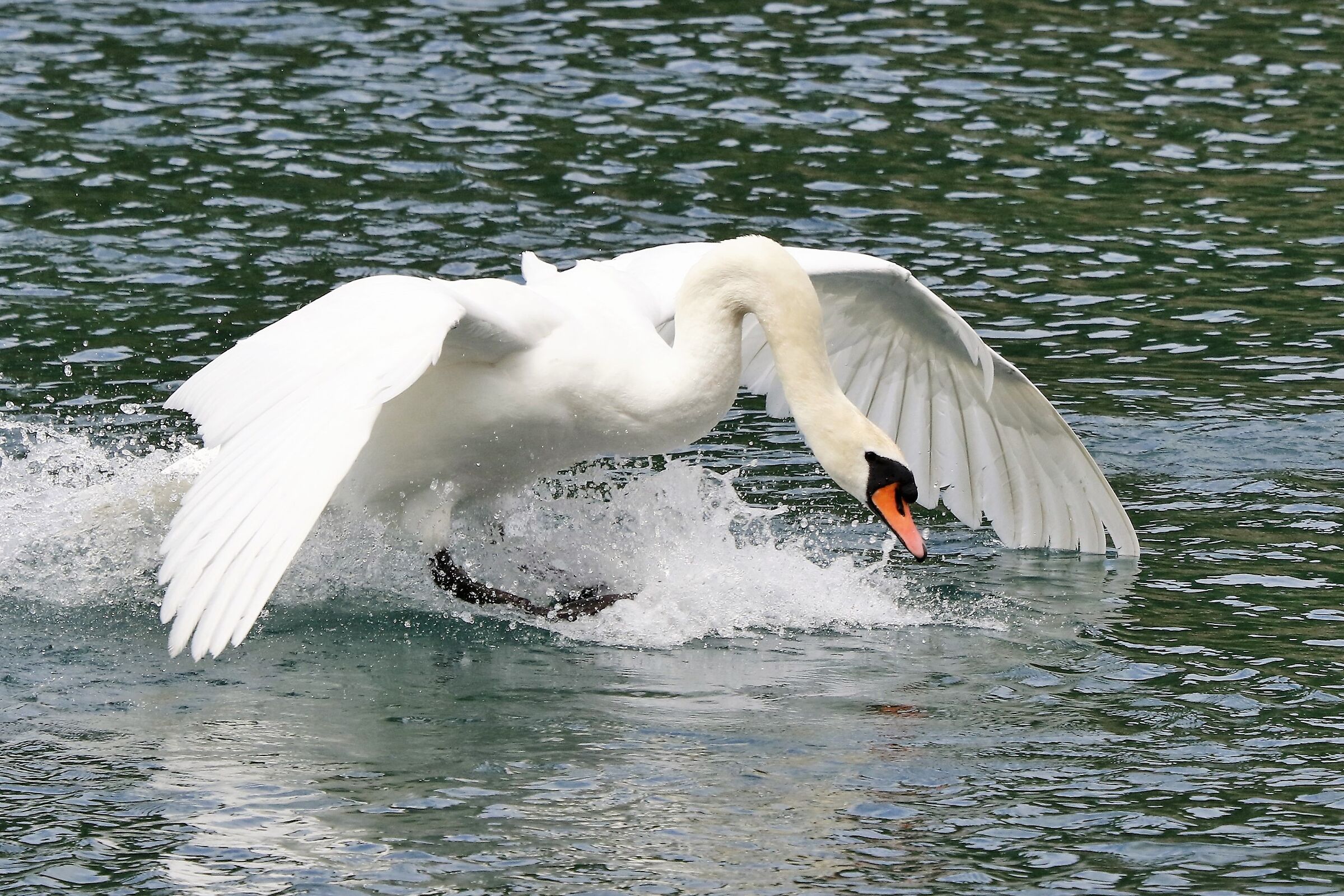 swan gliding