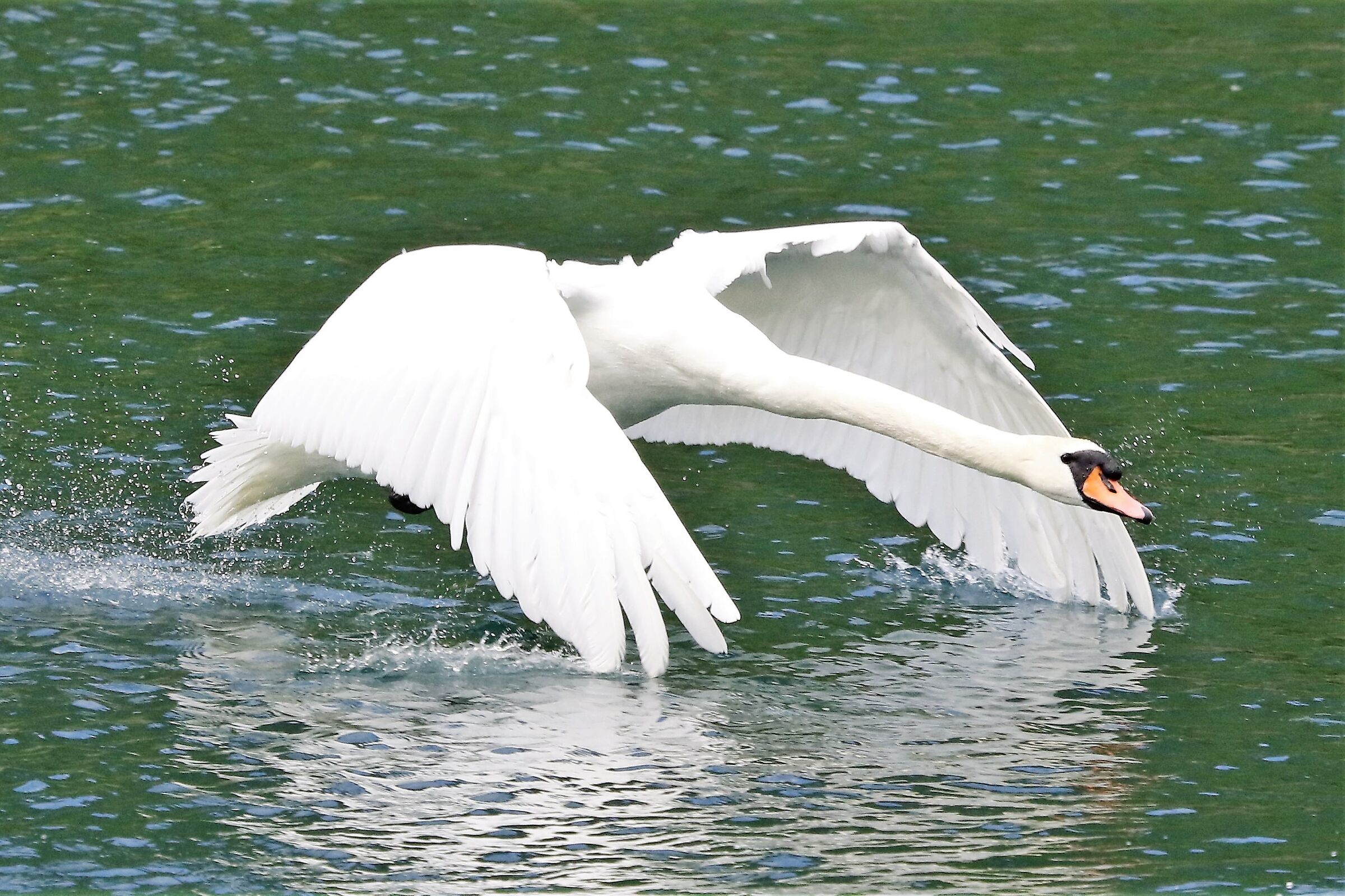 mute swan