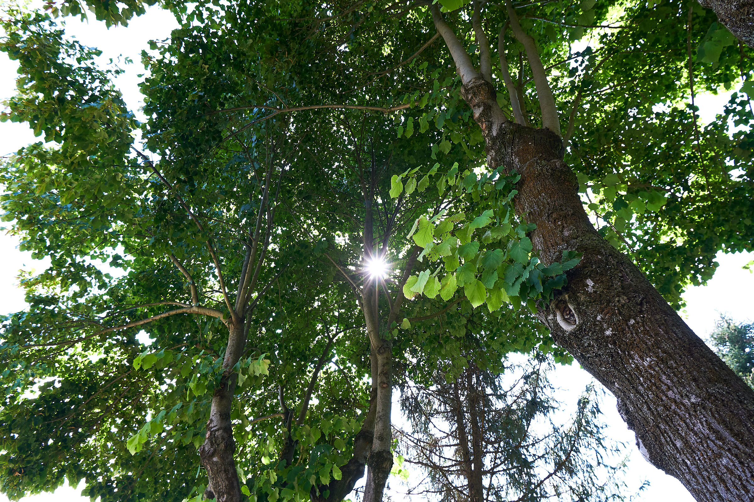 Sun between branches