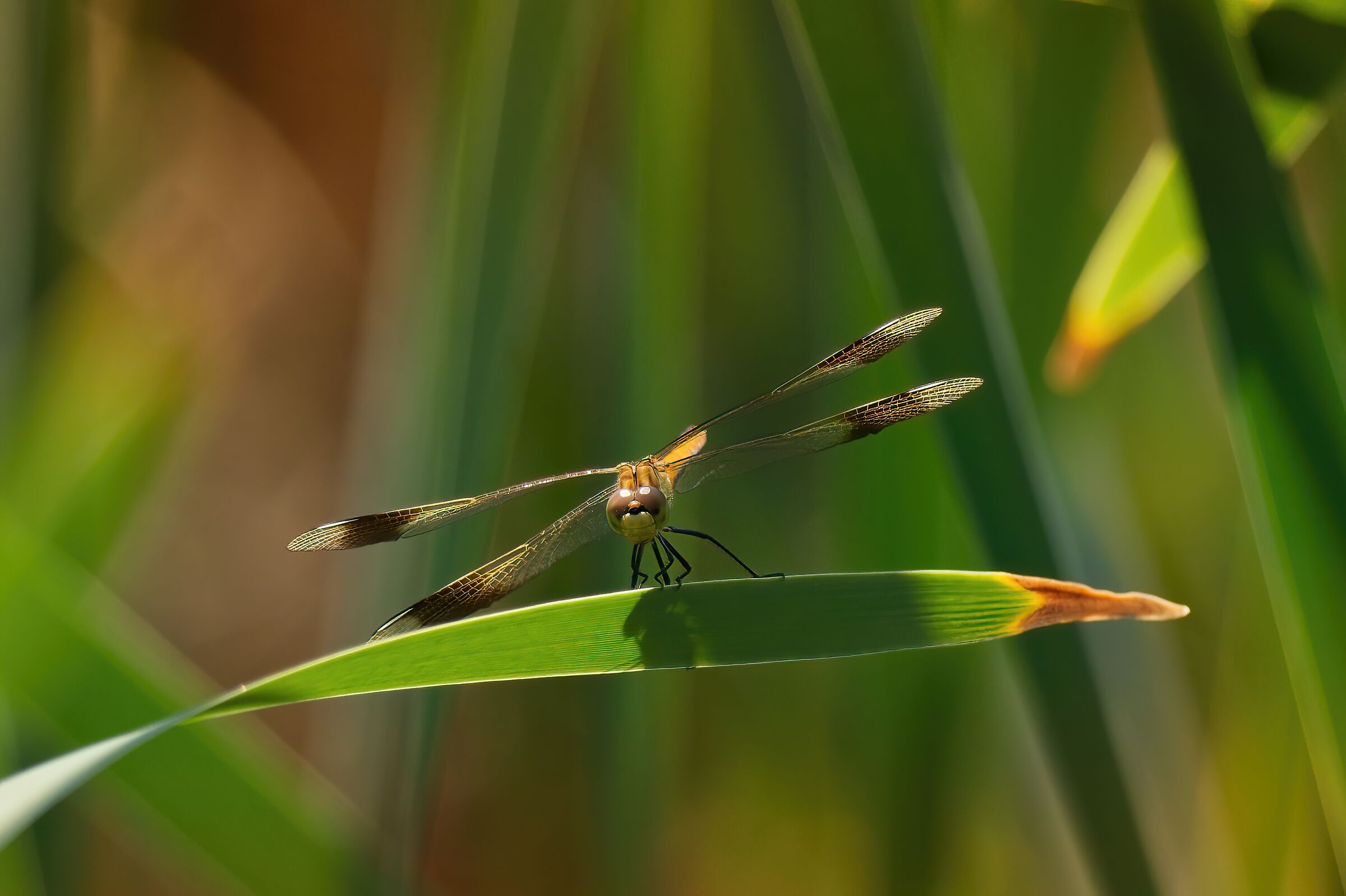 Between stripes and colors