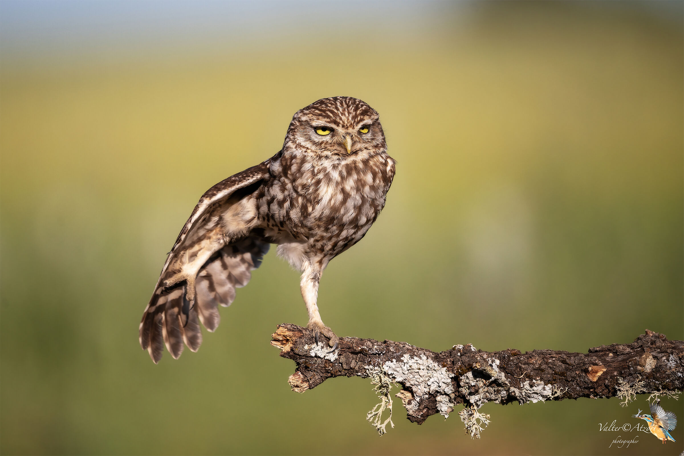 Stretching the owl