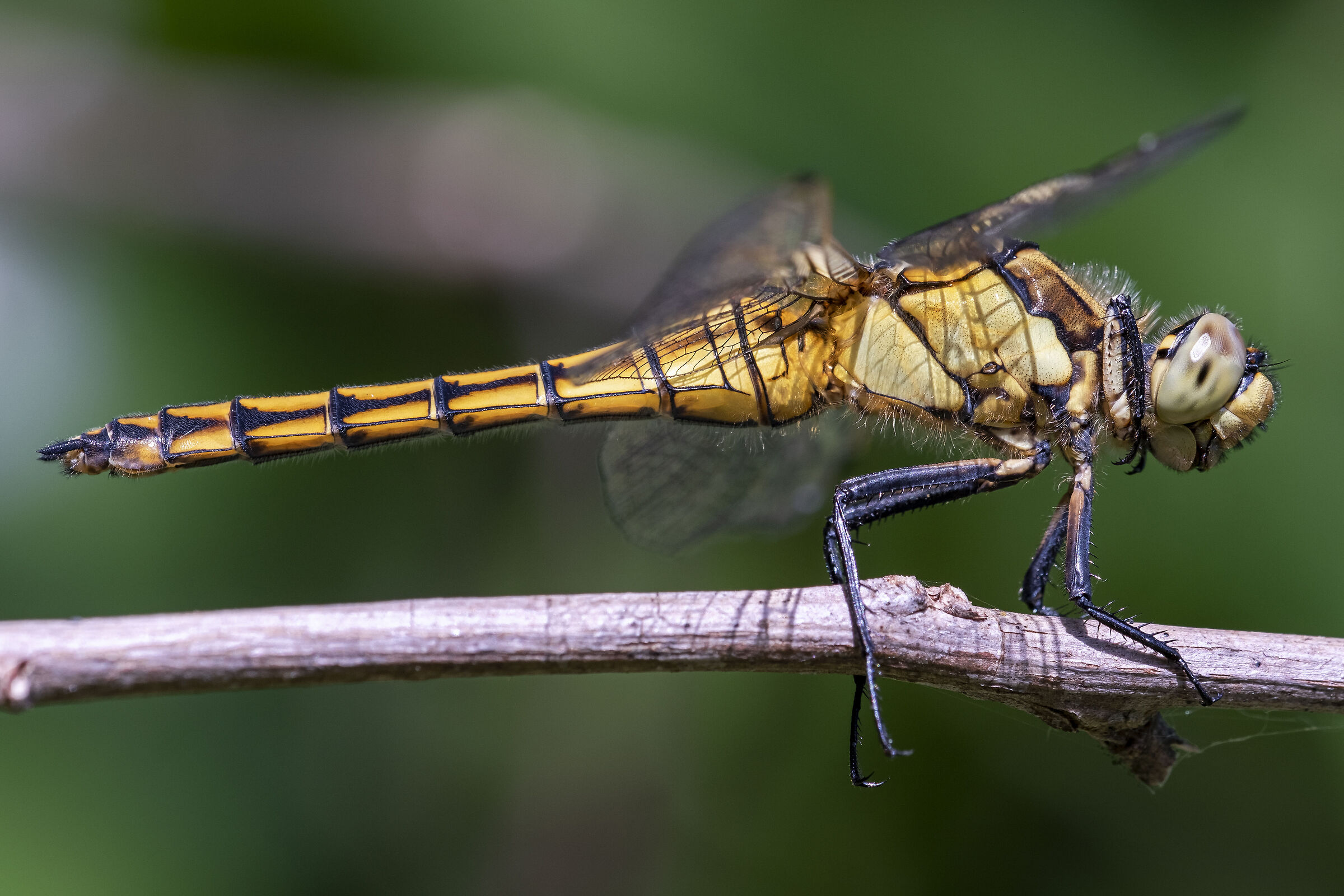 Ortetrum cancellatum