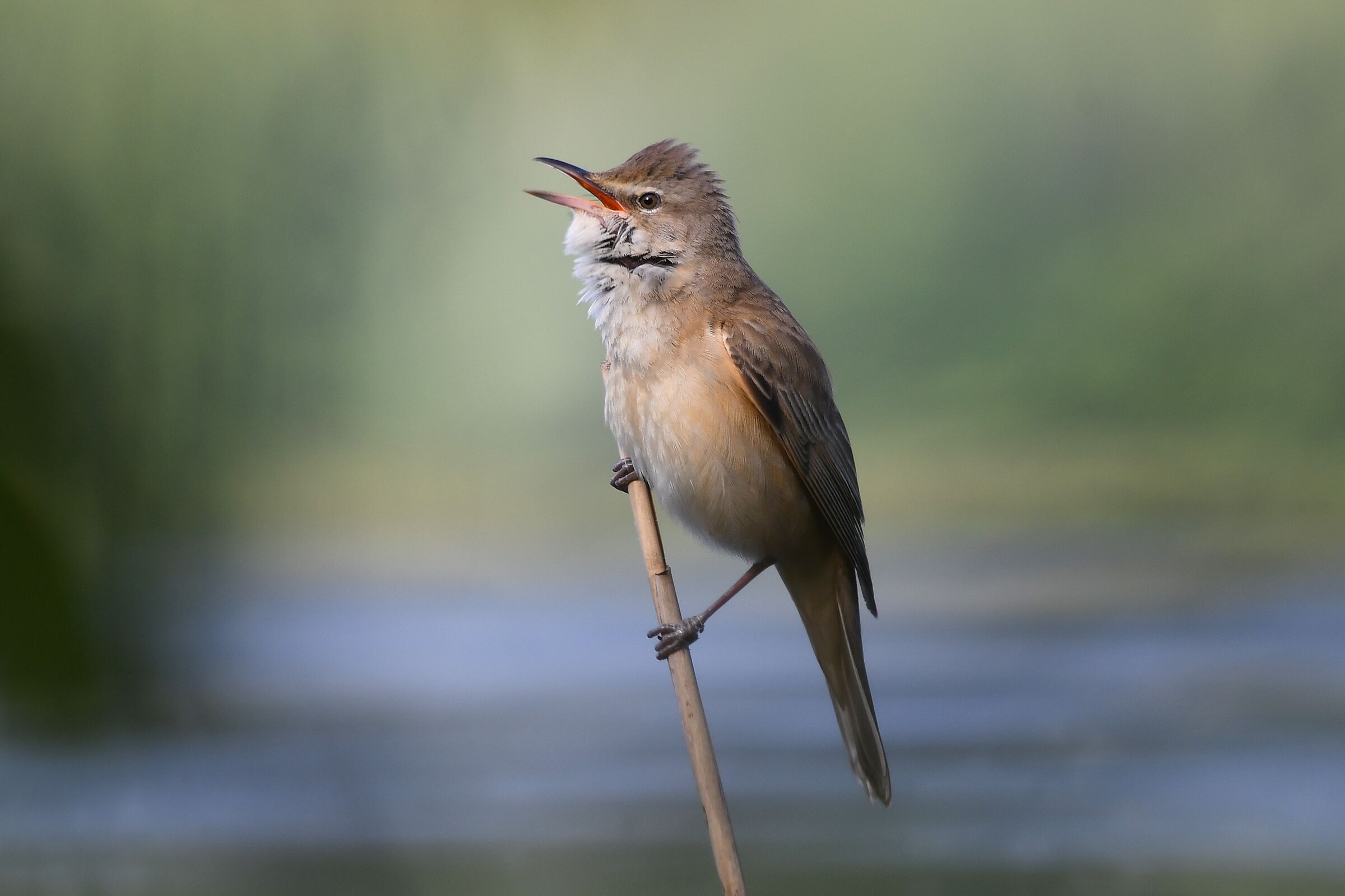 Acrocephalus arundinaceus