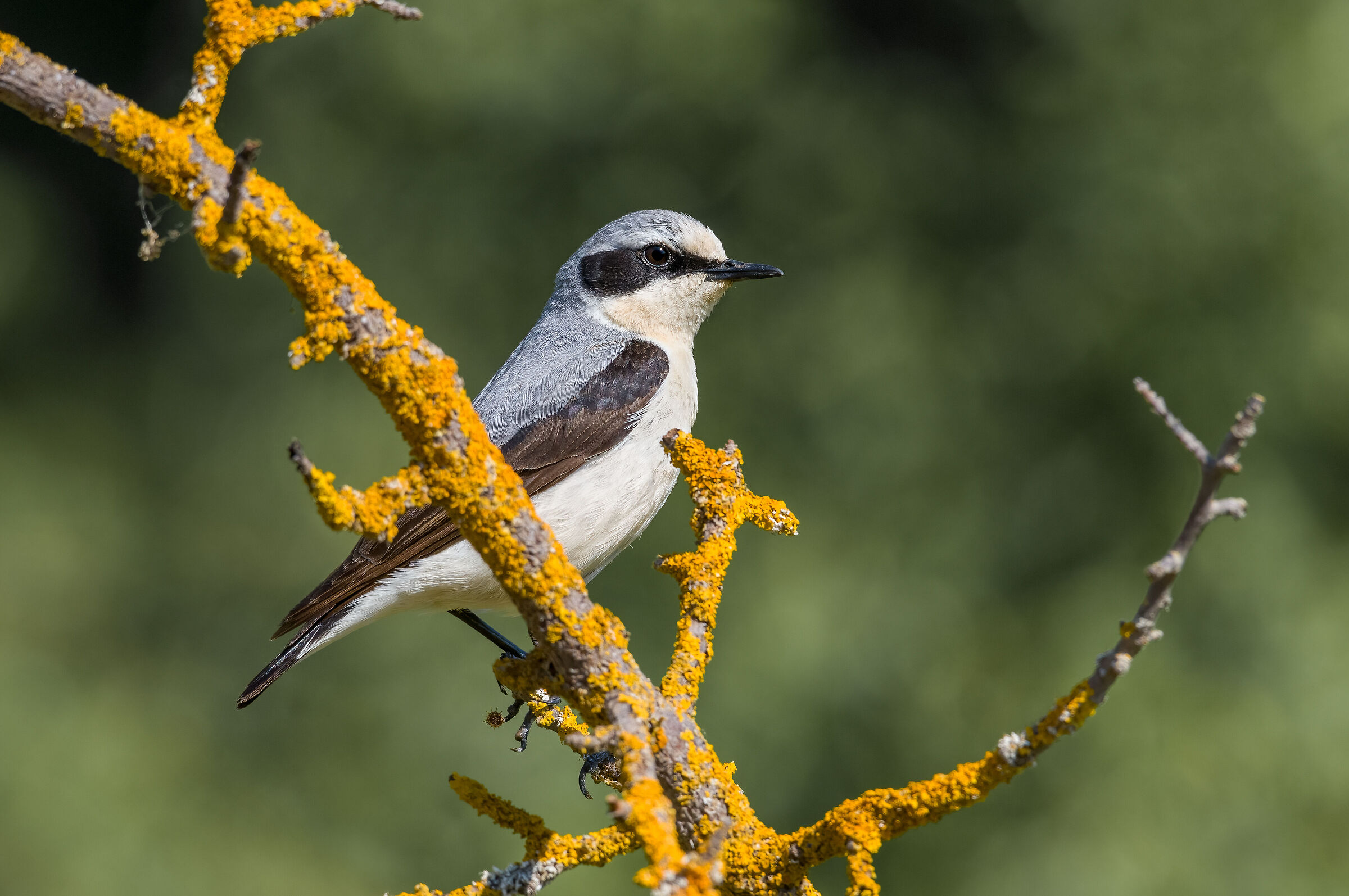 northern wheatear