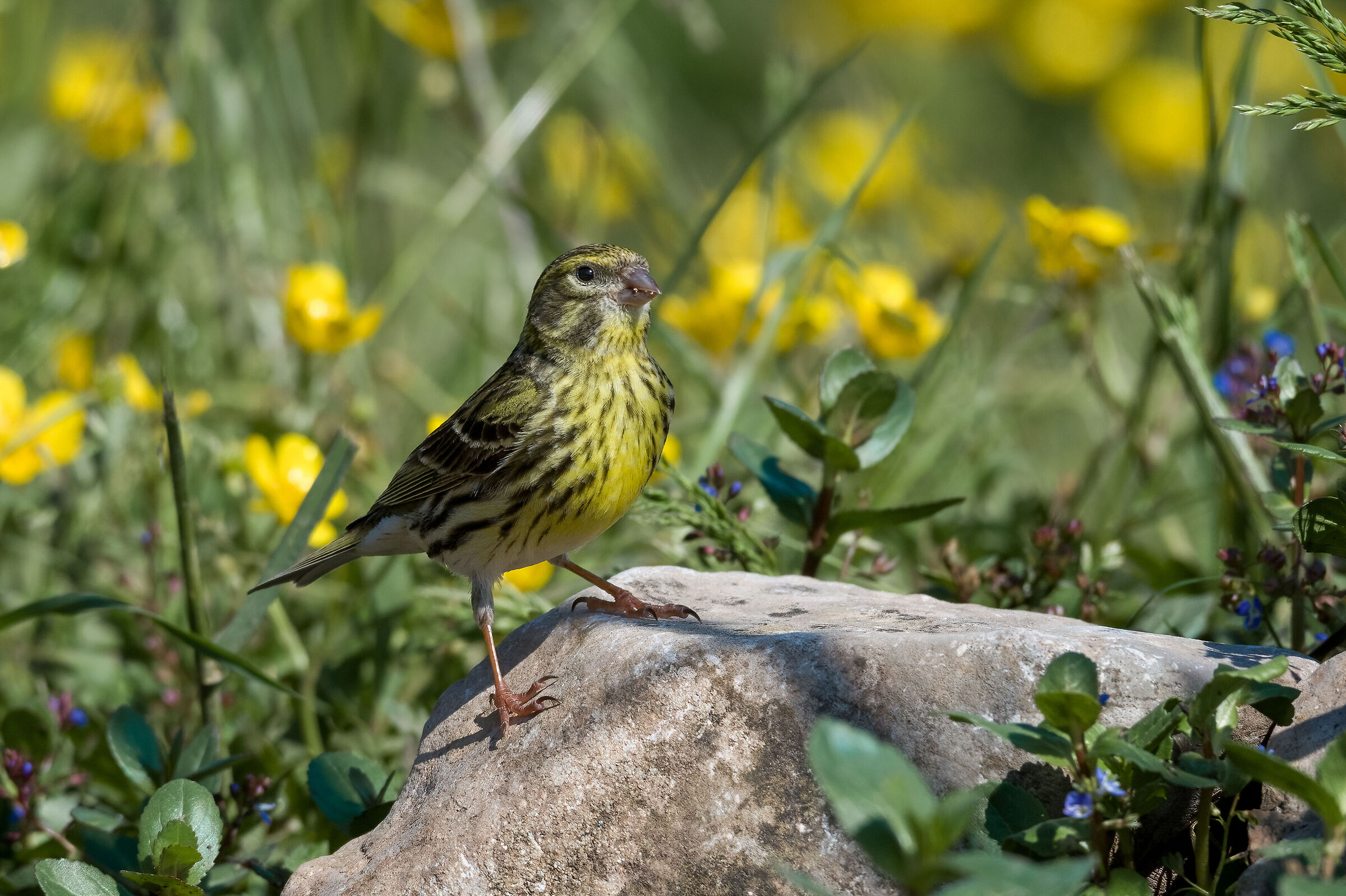 verzellino - Wikipedia
