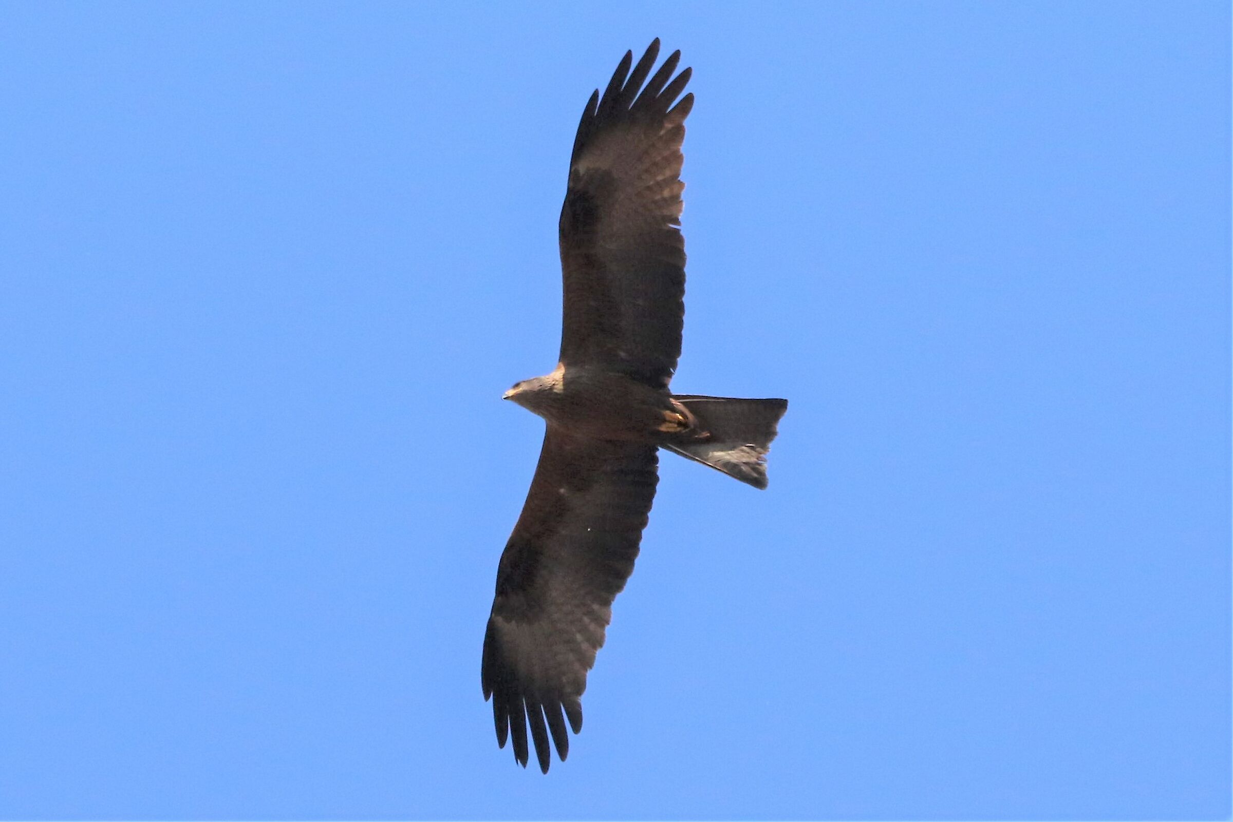 black kite
