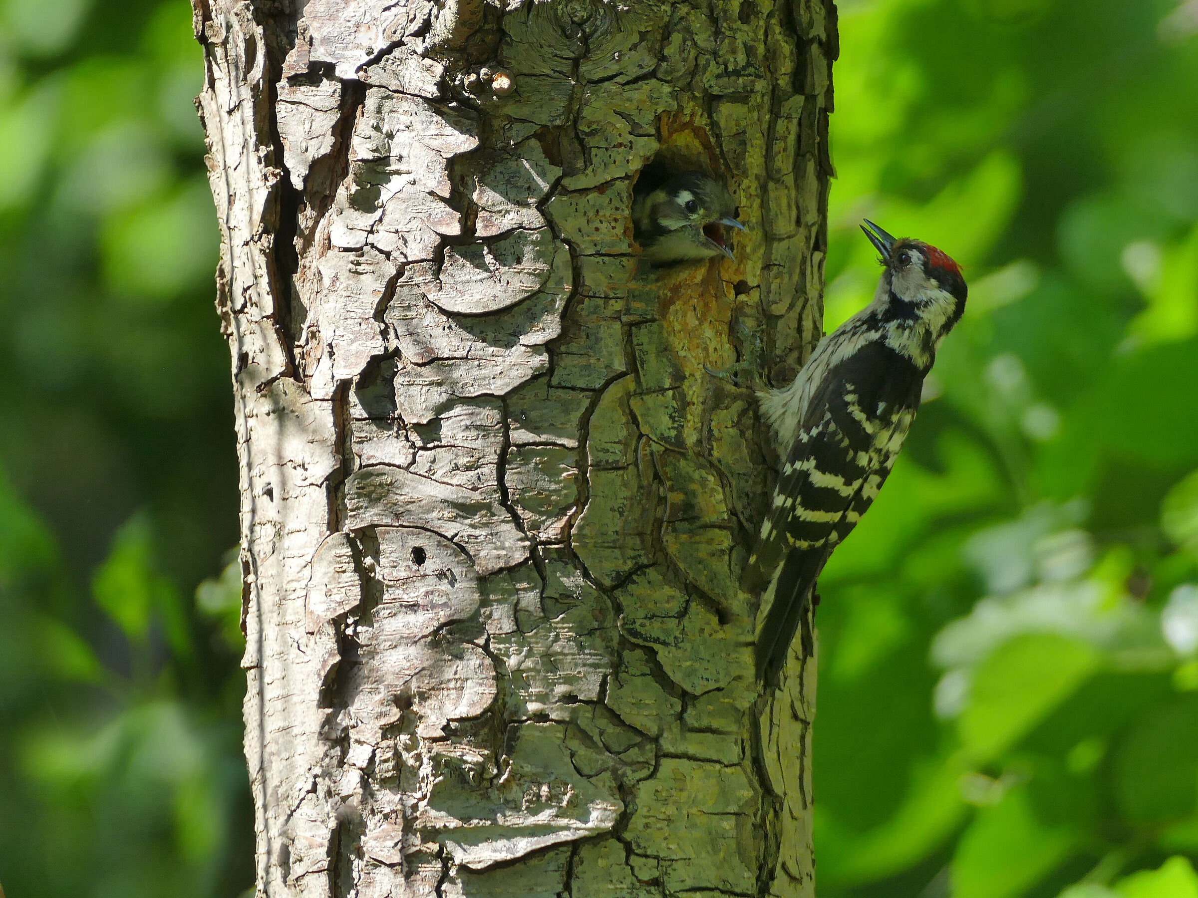 Picchio 2 (Dendrocopos minor)