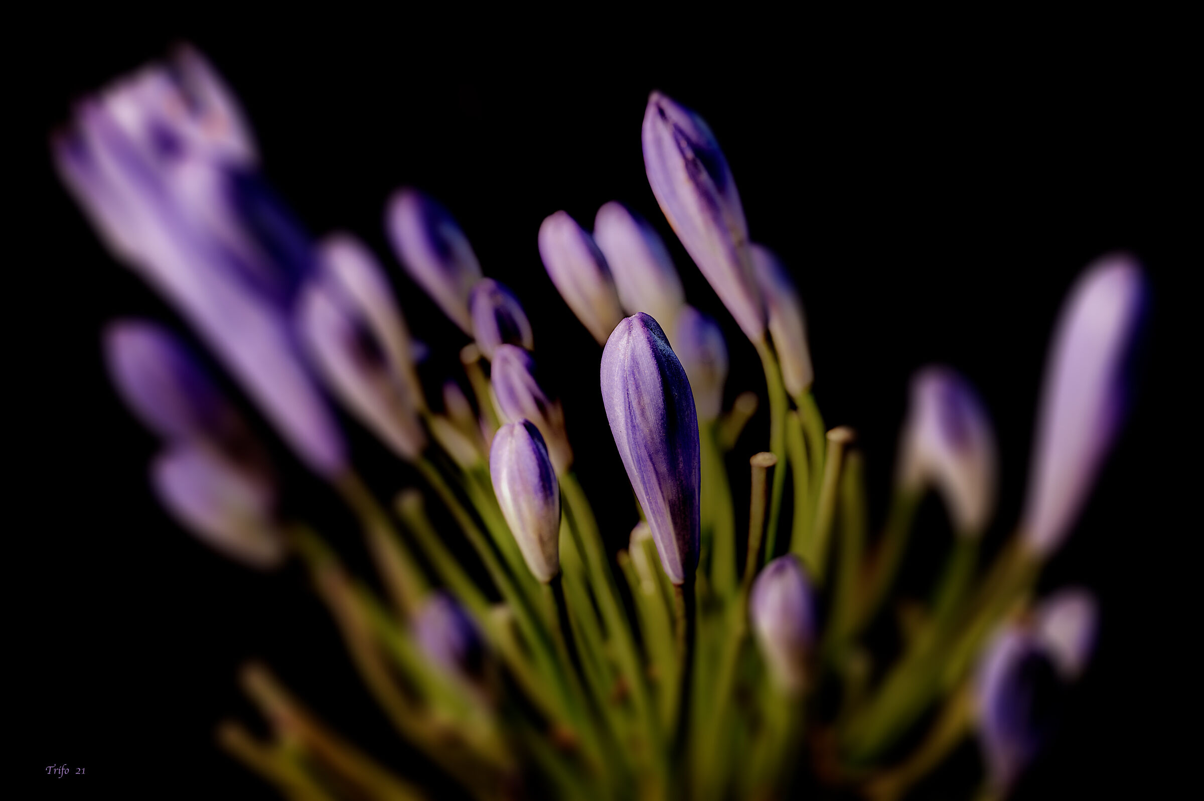 Nikon Z MC 105mm f/2.8 VR S