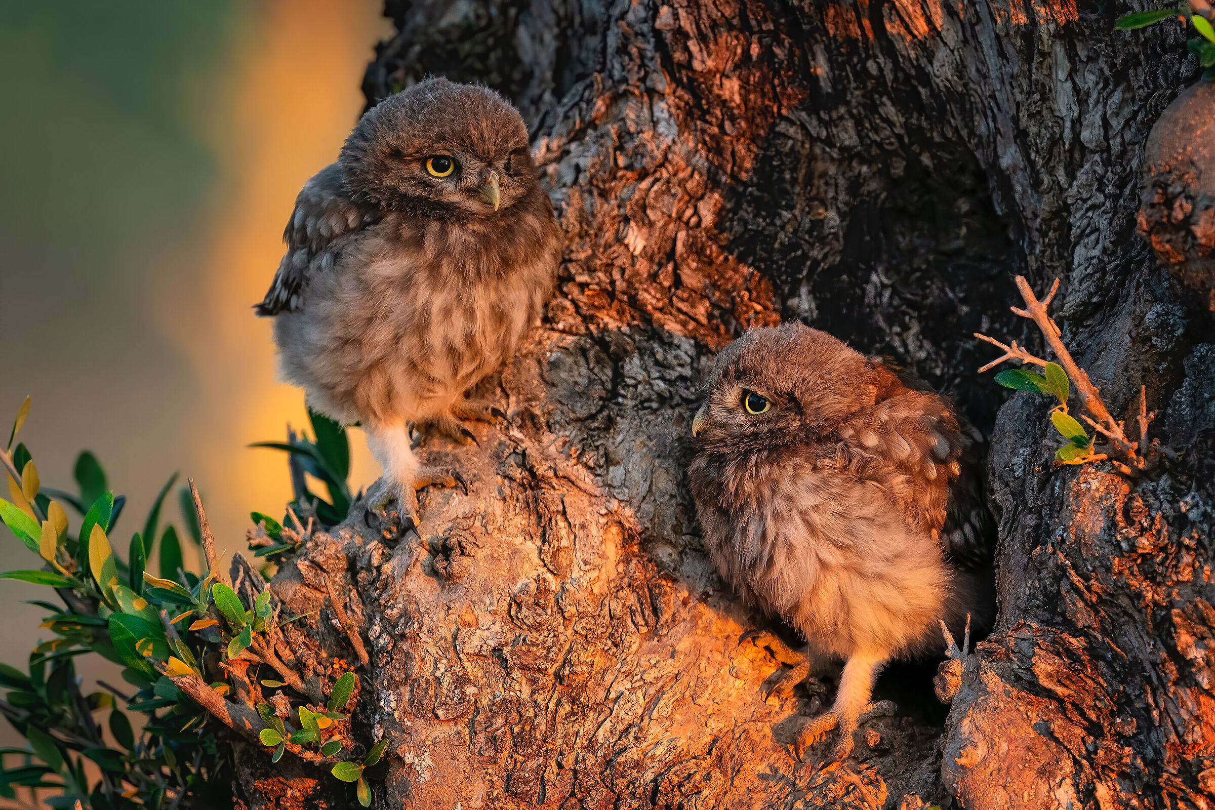 First exits from the nest