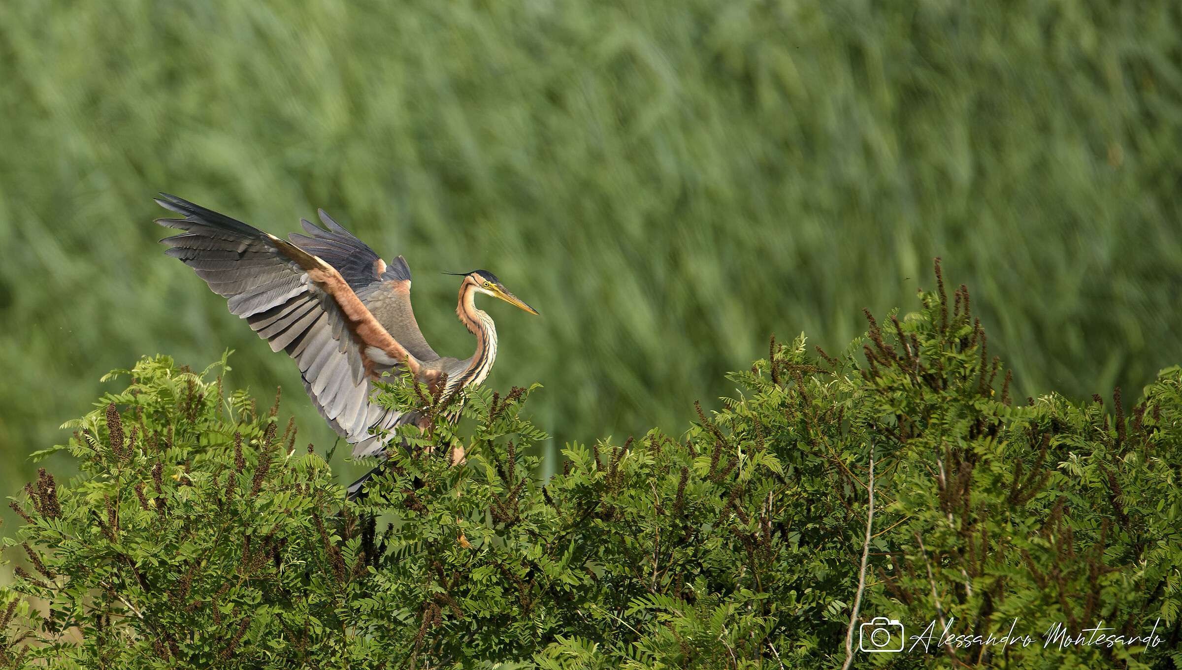 purple heron