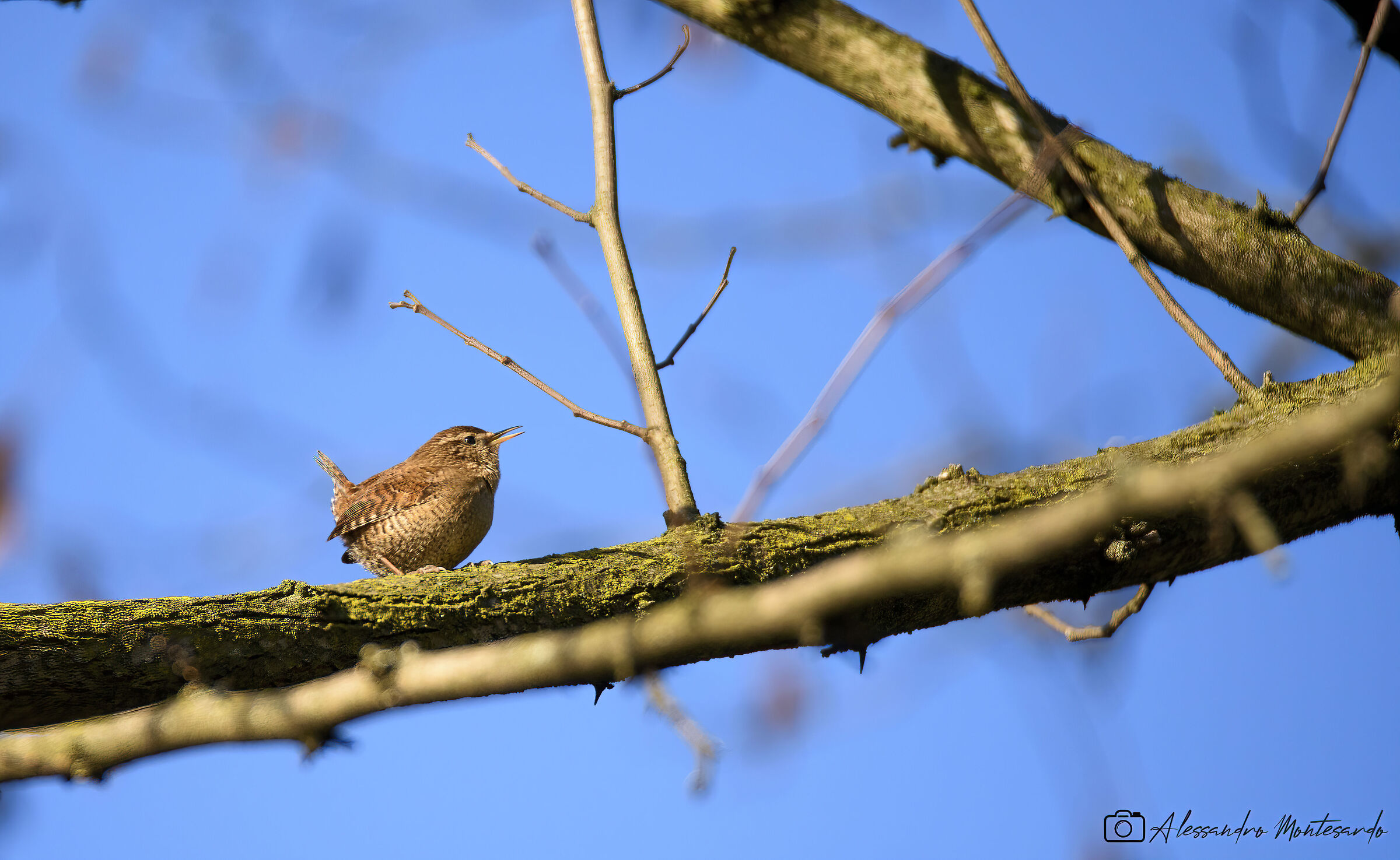 wren