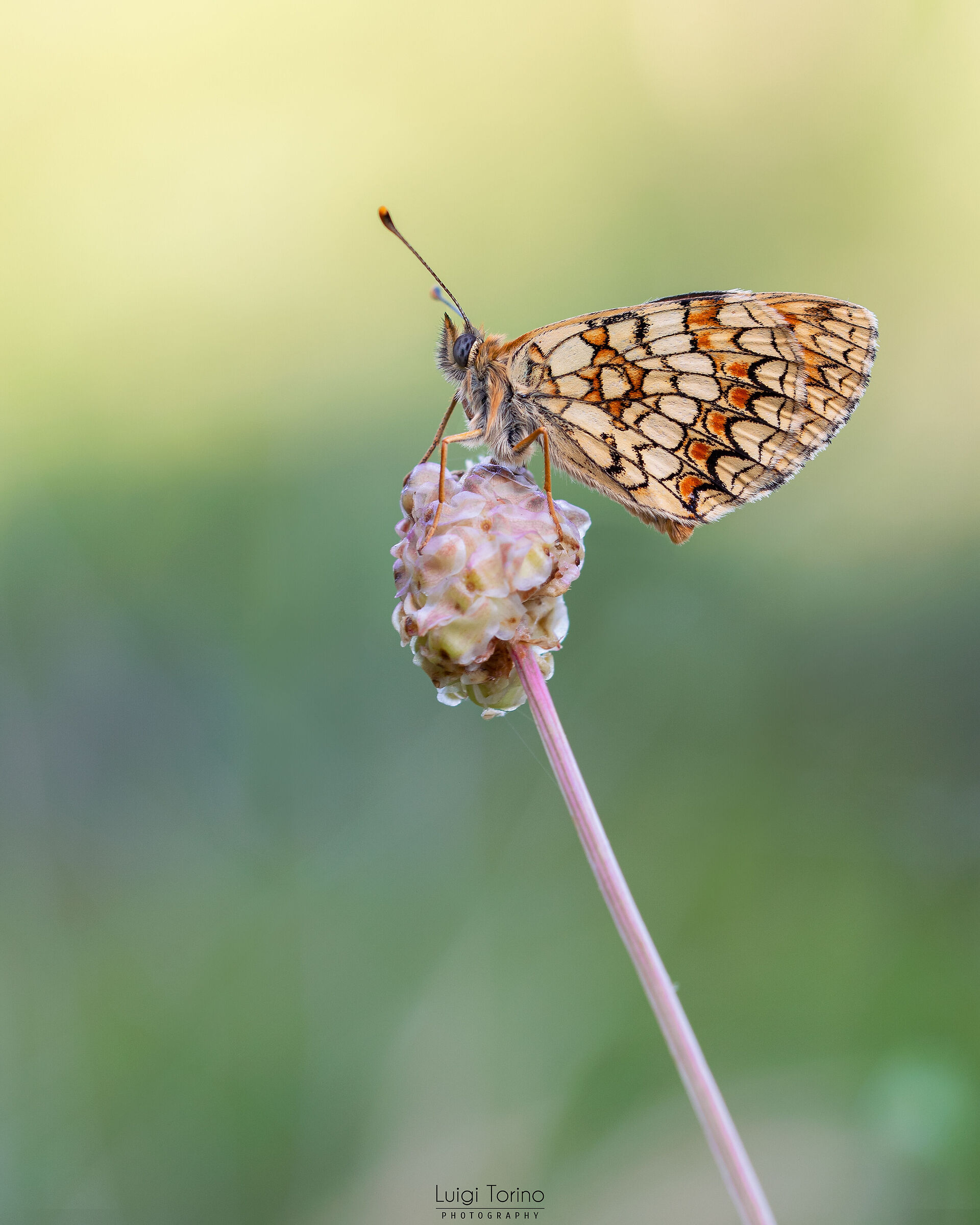 Melitaea celadussa