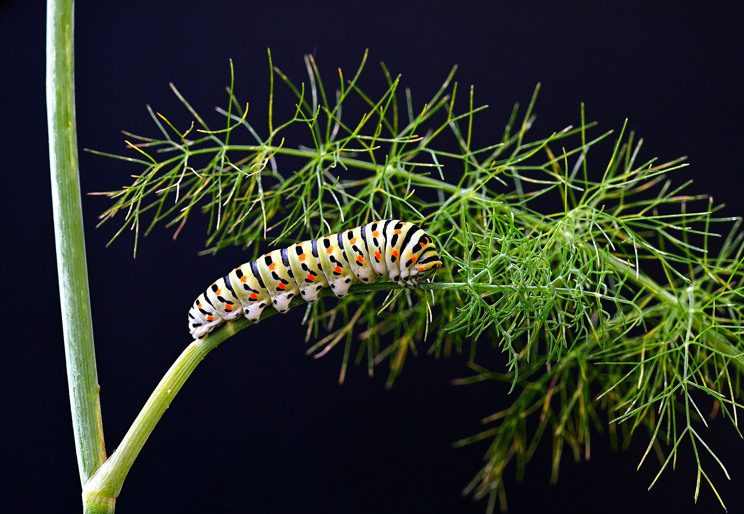 Machaon Caterpillar