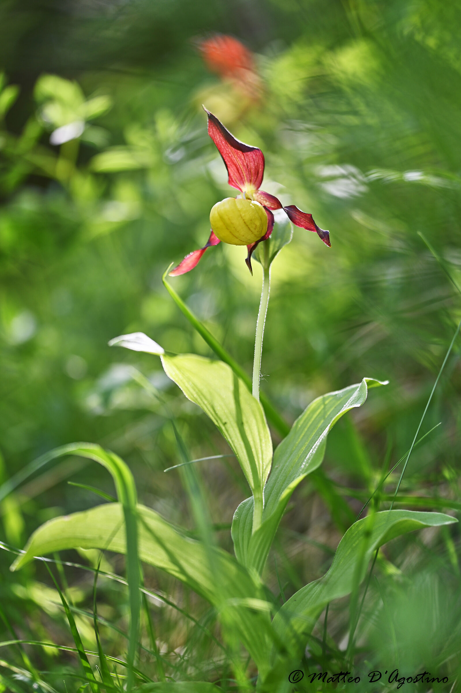 Cypripedium calceolus
