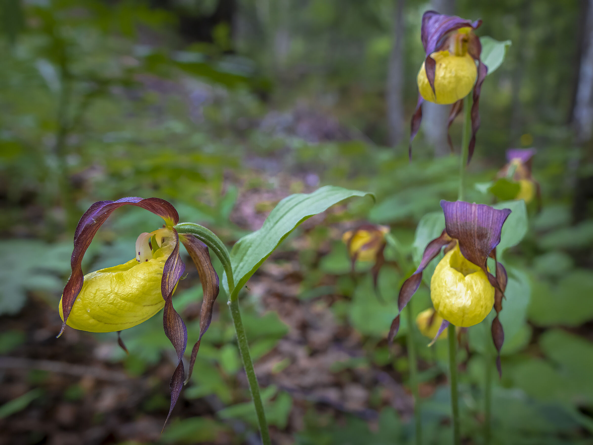 Pianella della Madonna (Cypripedium calceolus)