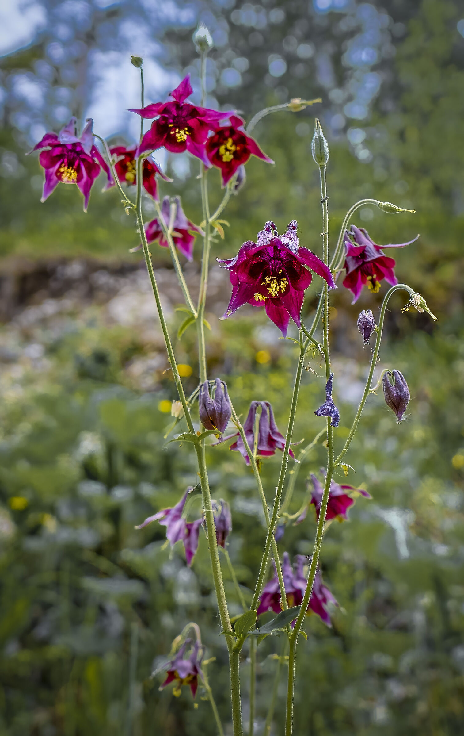 Aquilegia scura