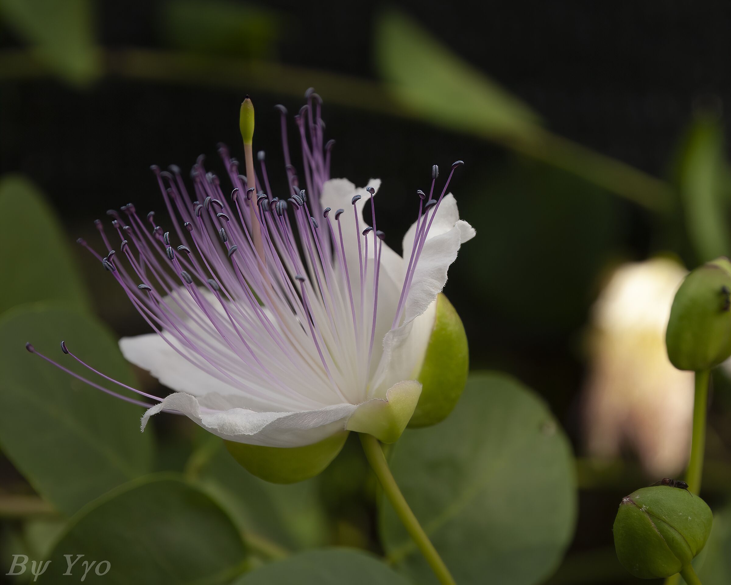 Fiore di cappero