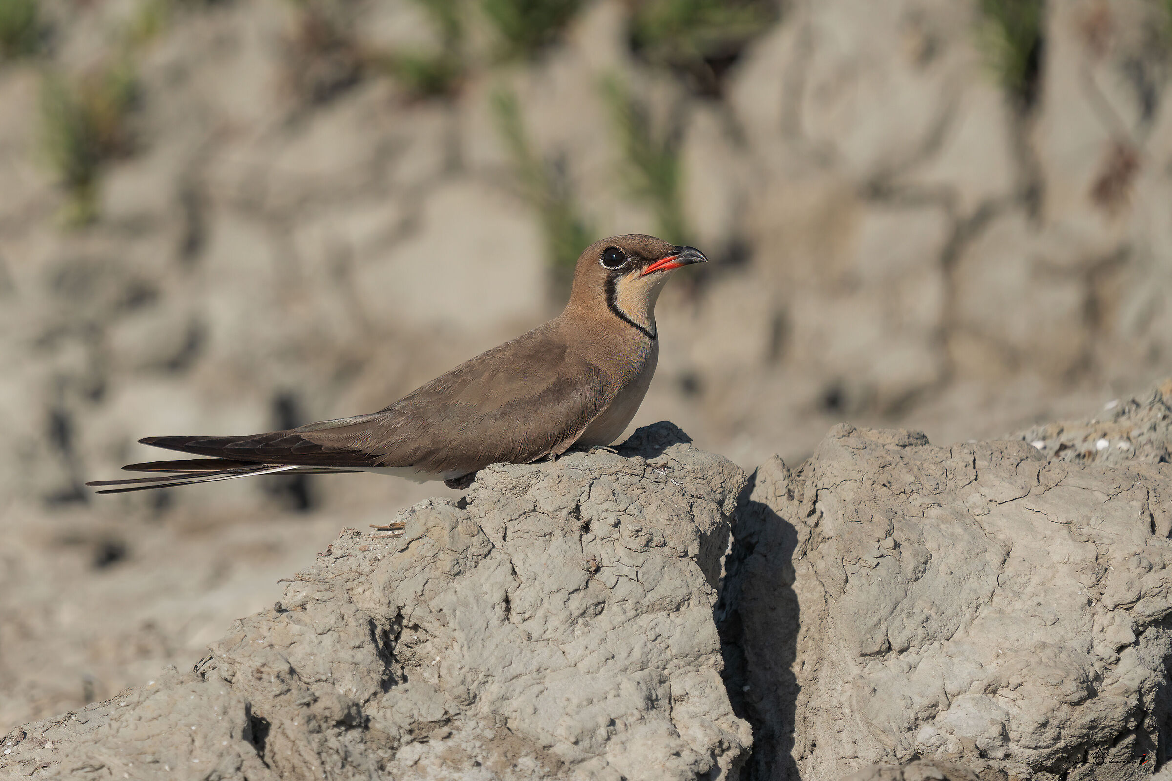 Sea partridge
