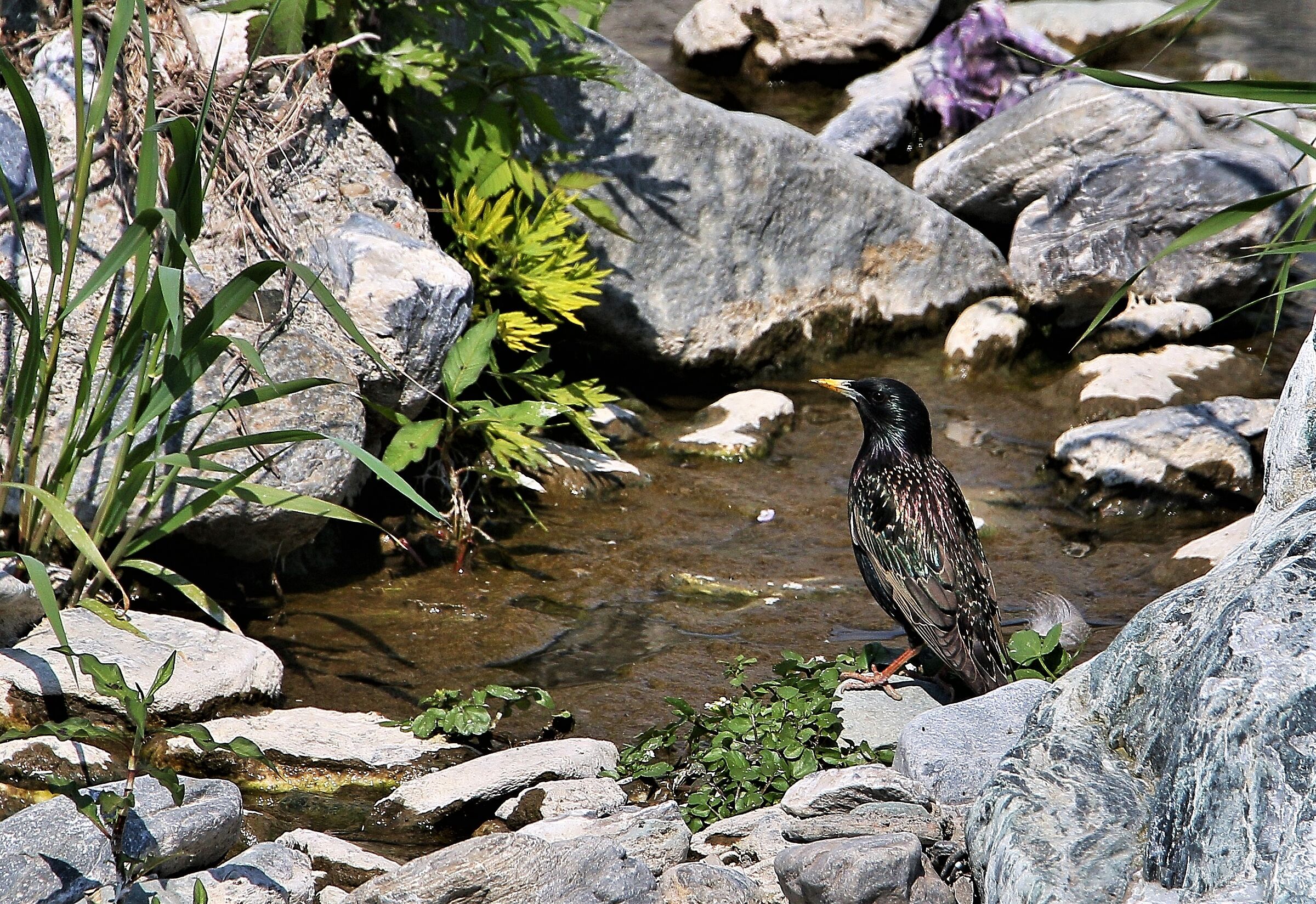 Storno (sturnus vulgaris)