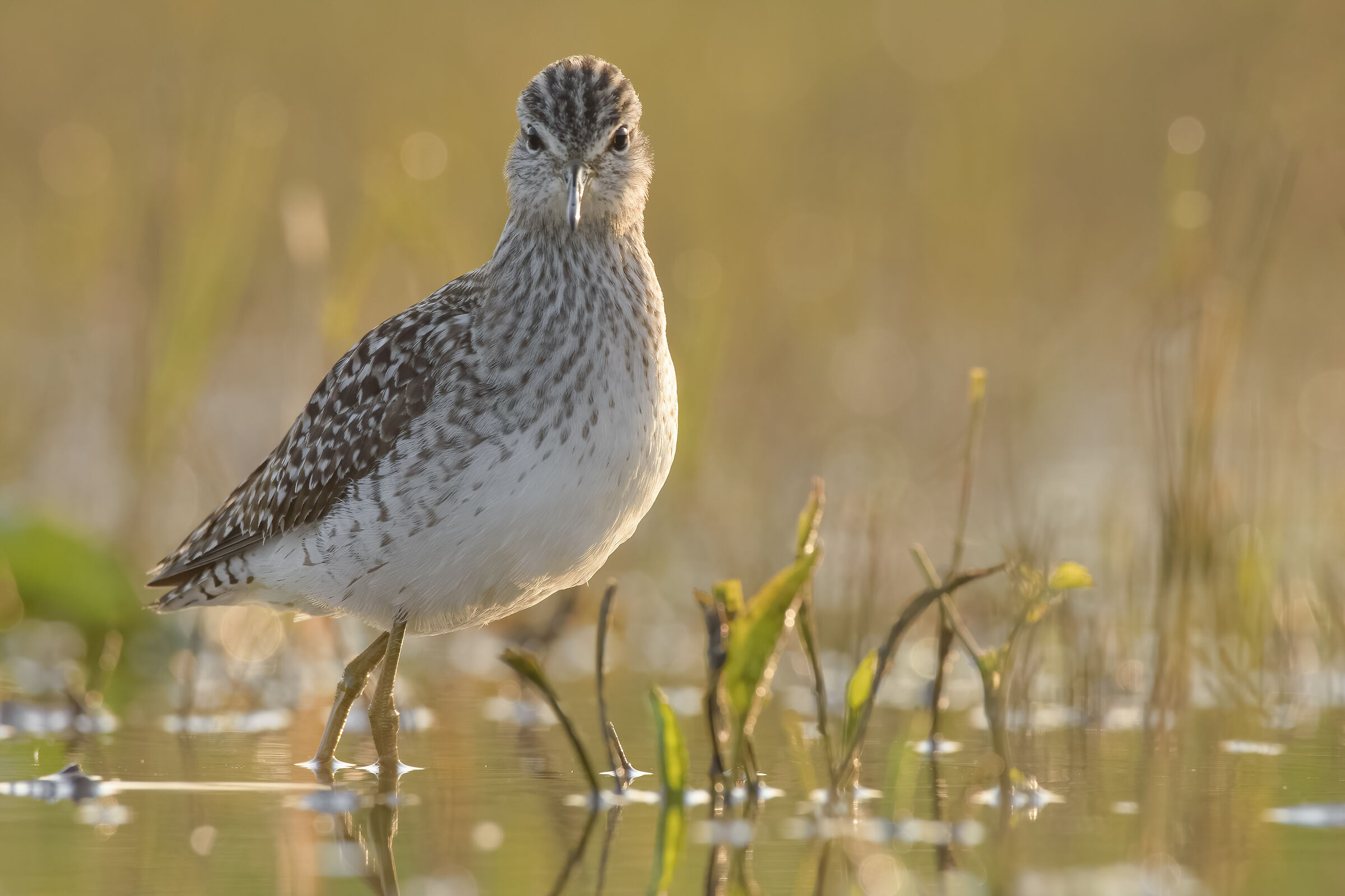 The Gaze of the Grove