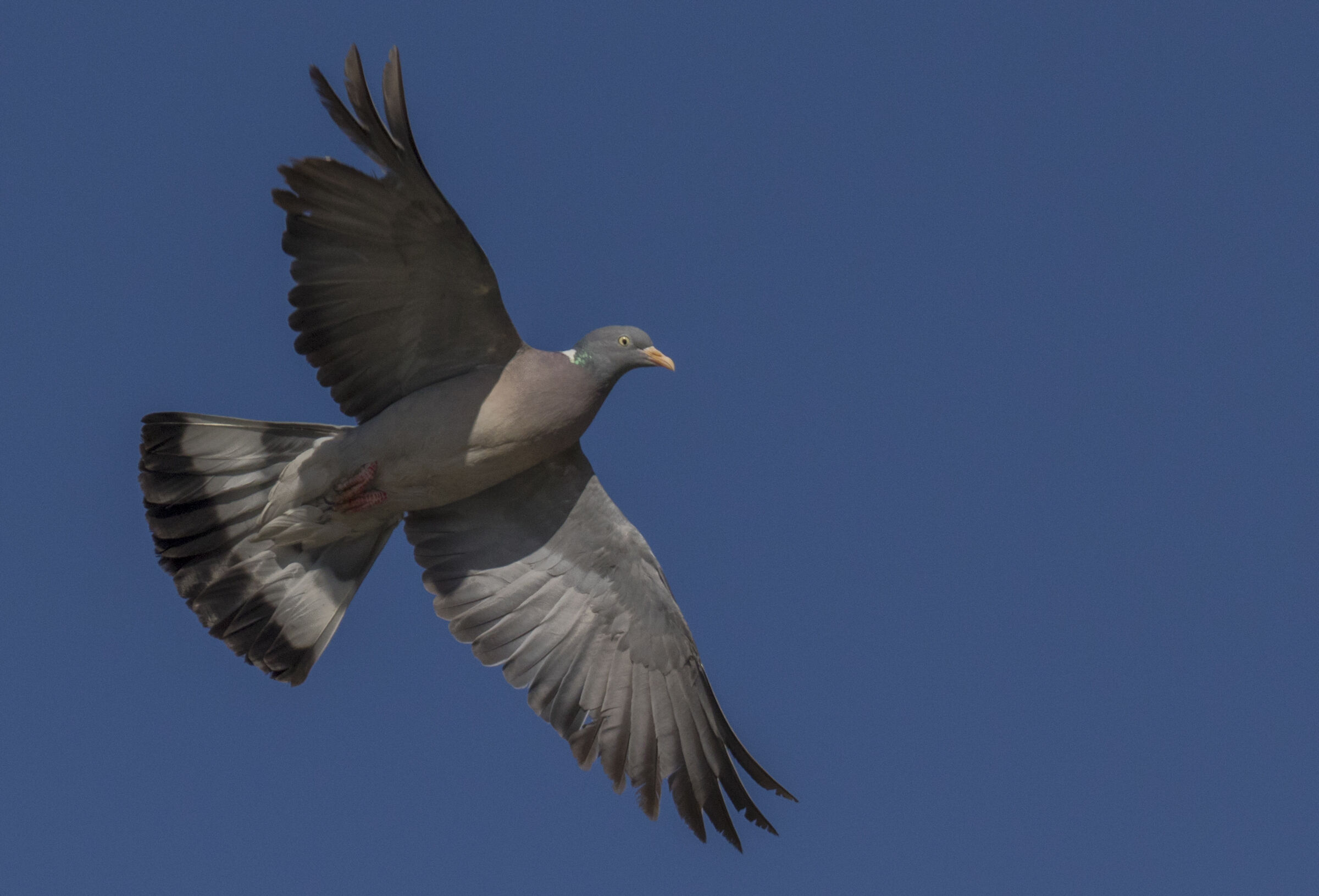 Common Wood Pigeon
