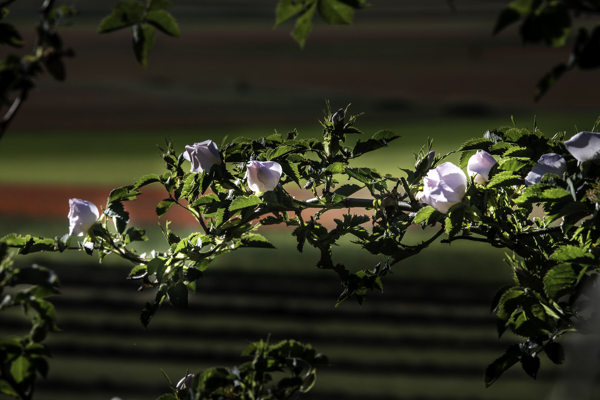 rosa canina di Castelluccio