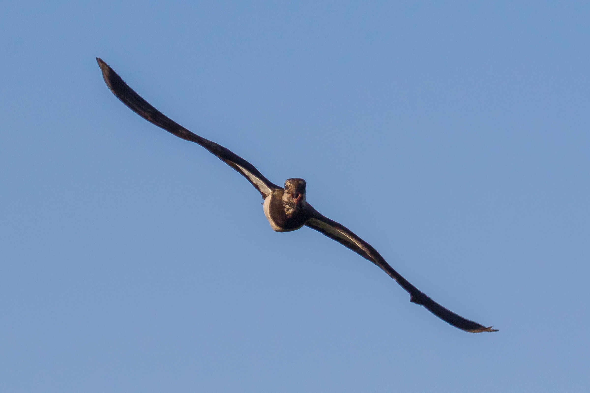 Northern Lapwing