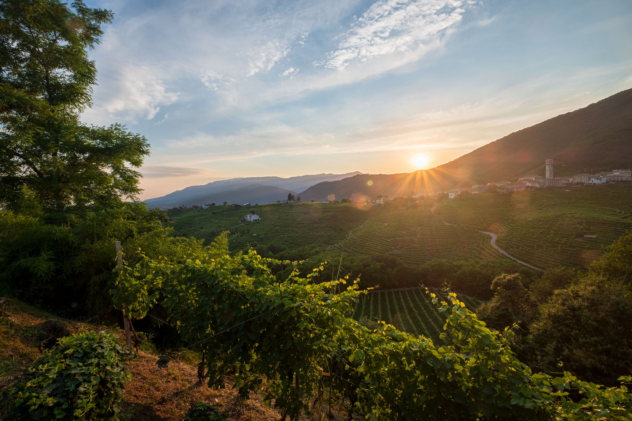 Sunset among the vineyards
