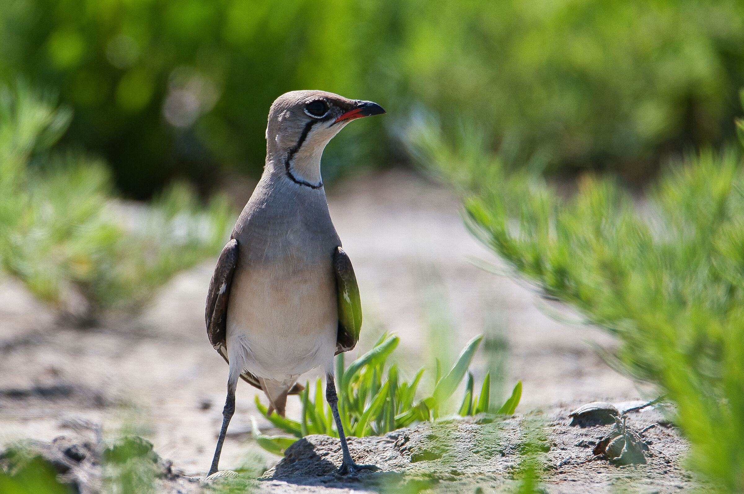 Oggi un po' di  straching