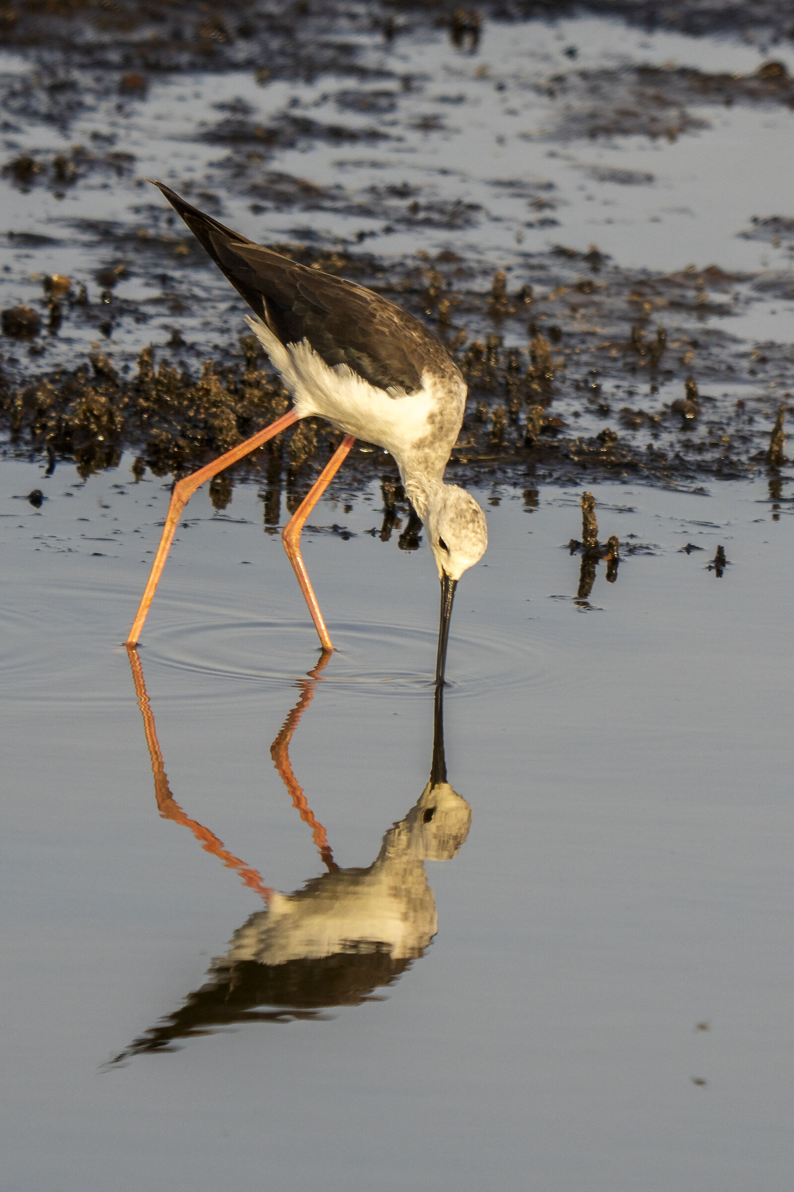 Diaccia botrona Cavaliere d'Italia - The reflex