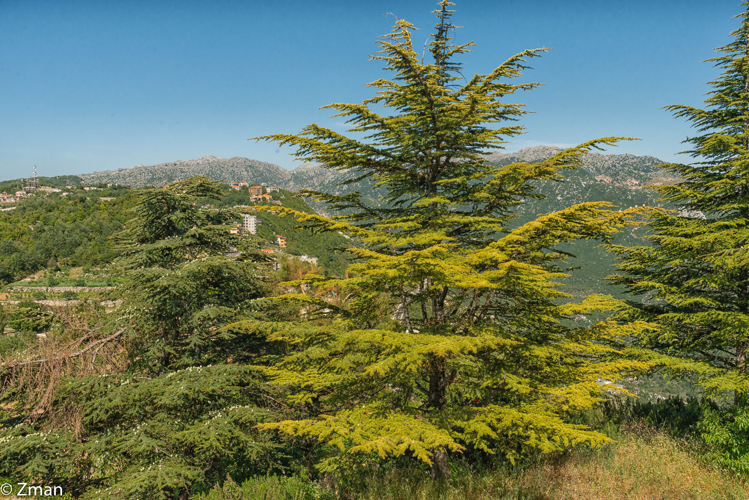 Cedars of Mar Cherbil
