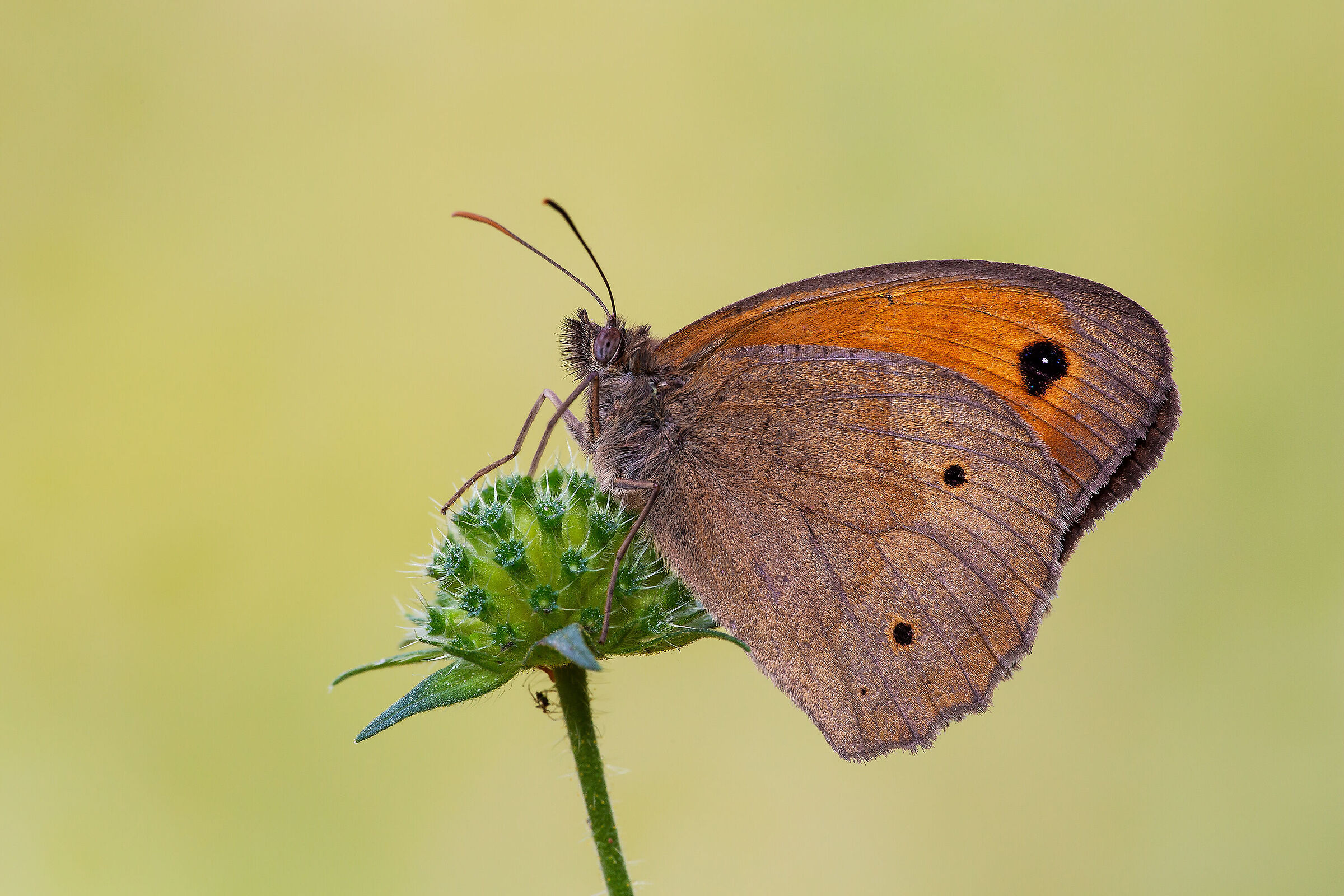 Maniola jurtina - Wikipedia