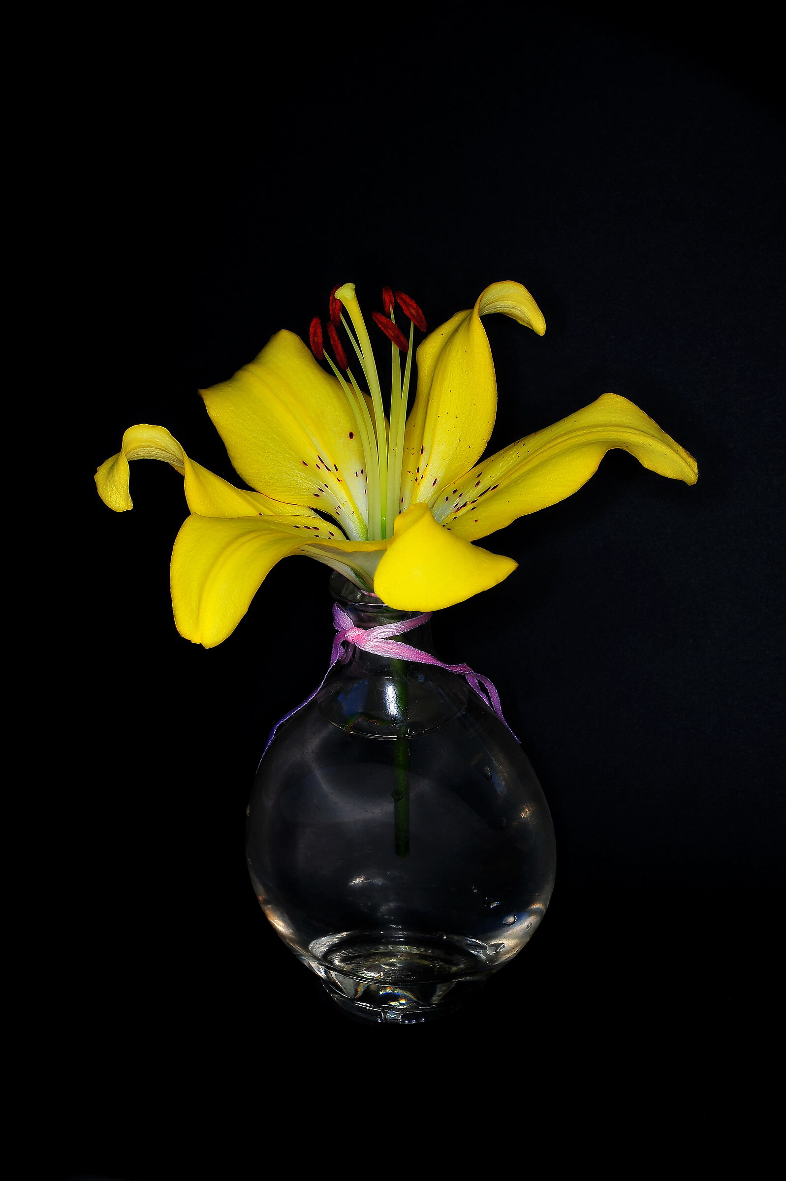 yellow lilium