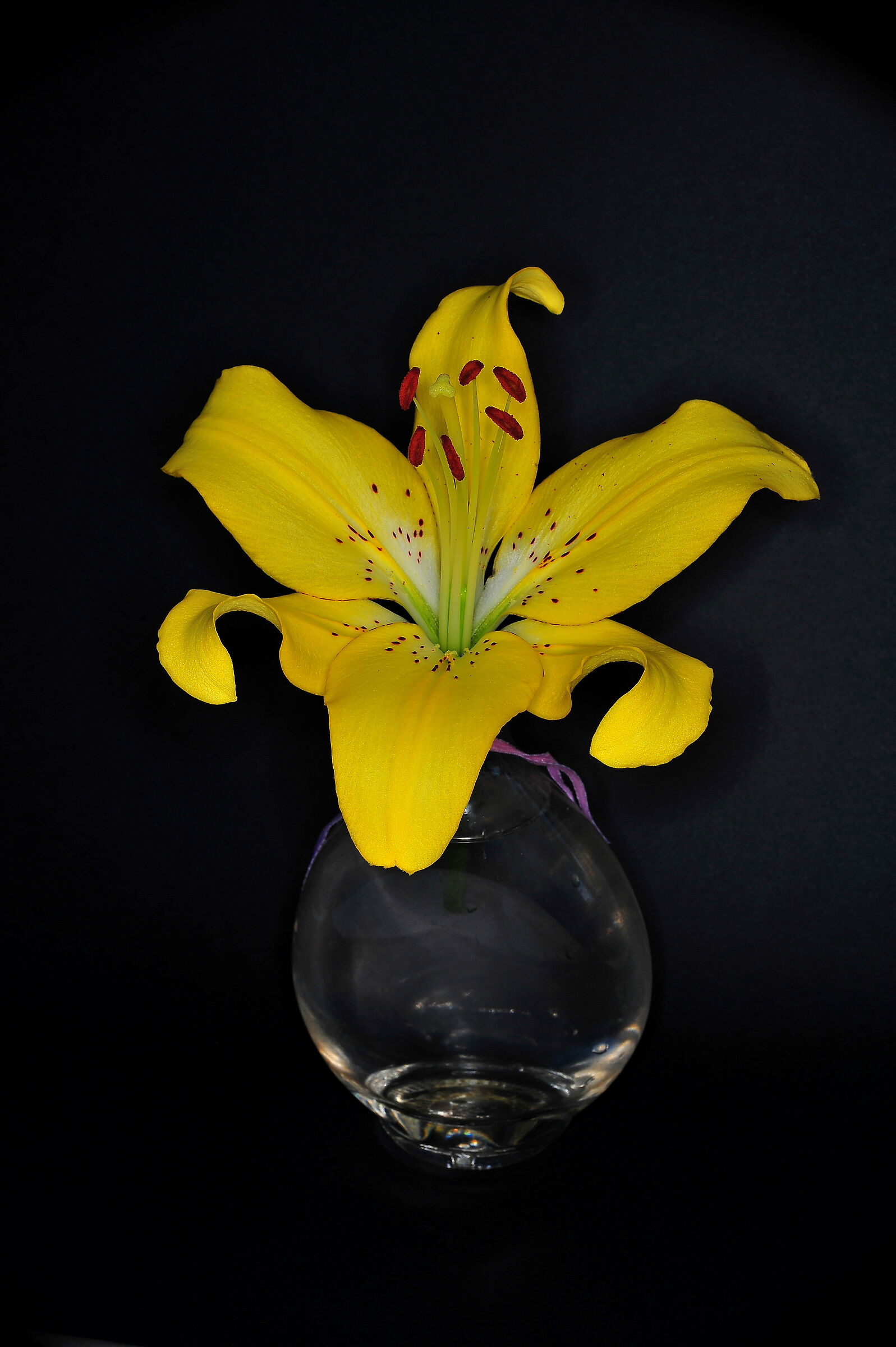 yellow lilium